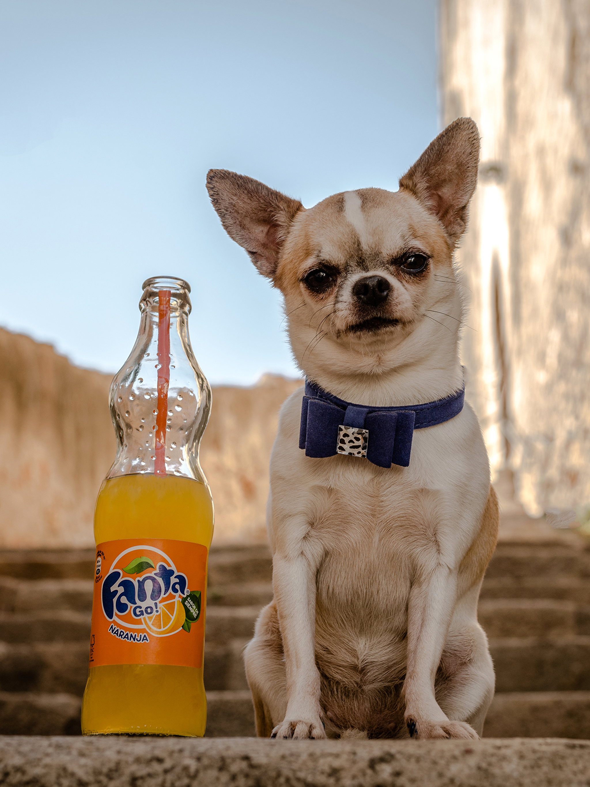 Wallpaper Chihuahua Dogs Fanta stairway Bottle Glance 2048x2732