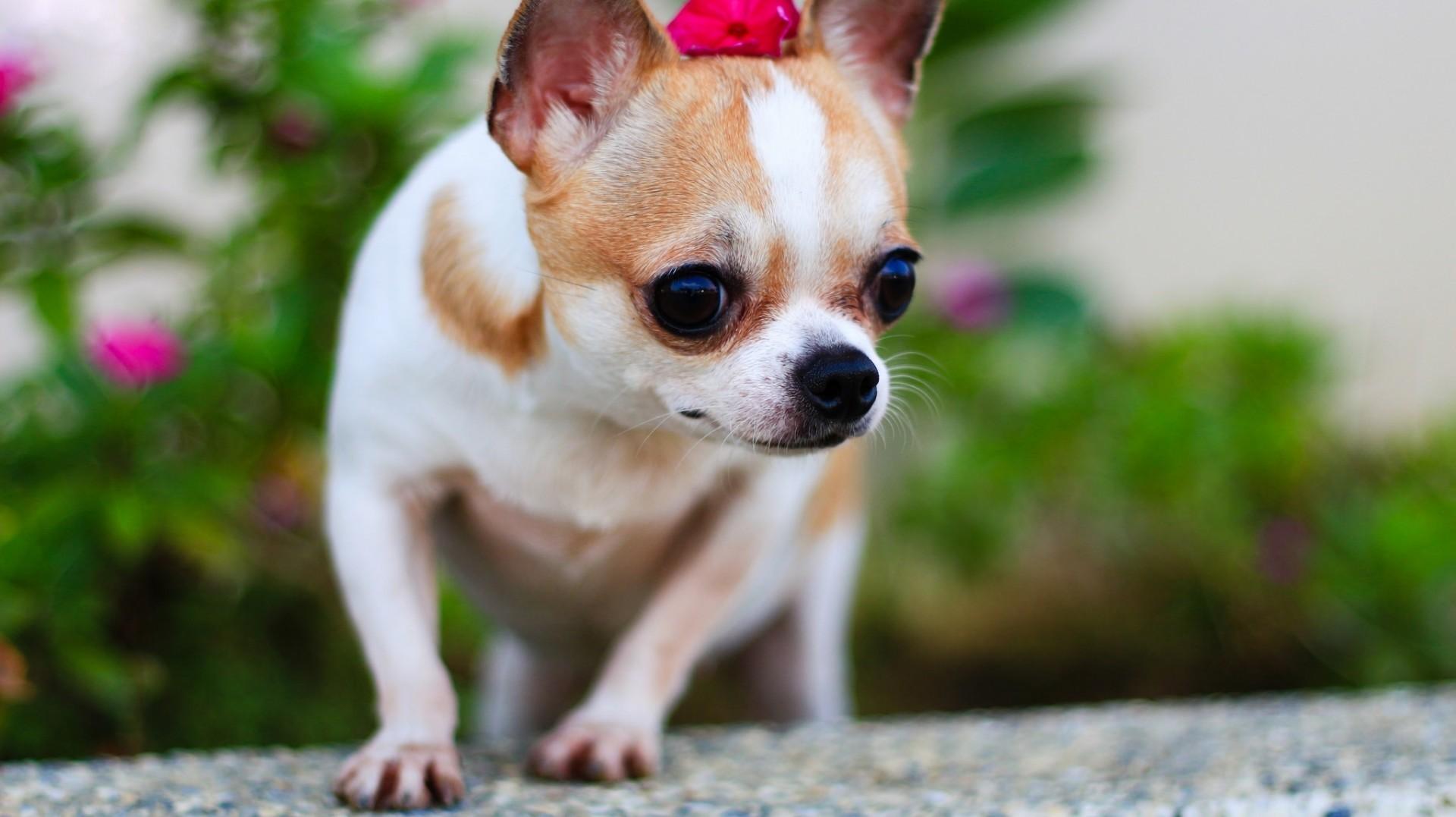 Download 1920x1077 Chihuahua, Small Dogs, Blur Wallpaper