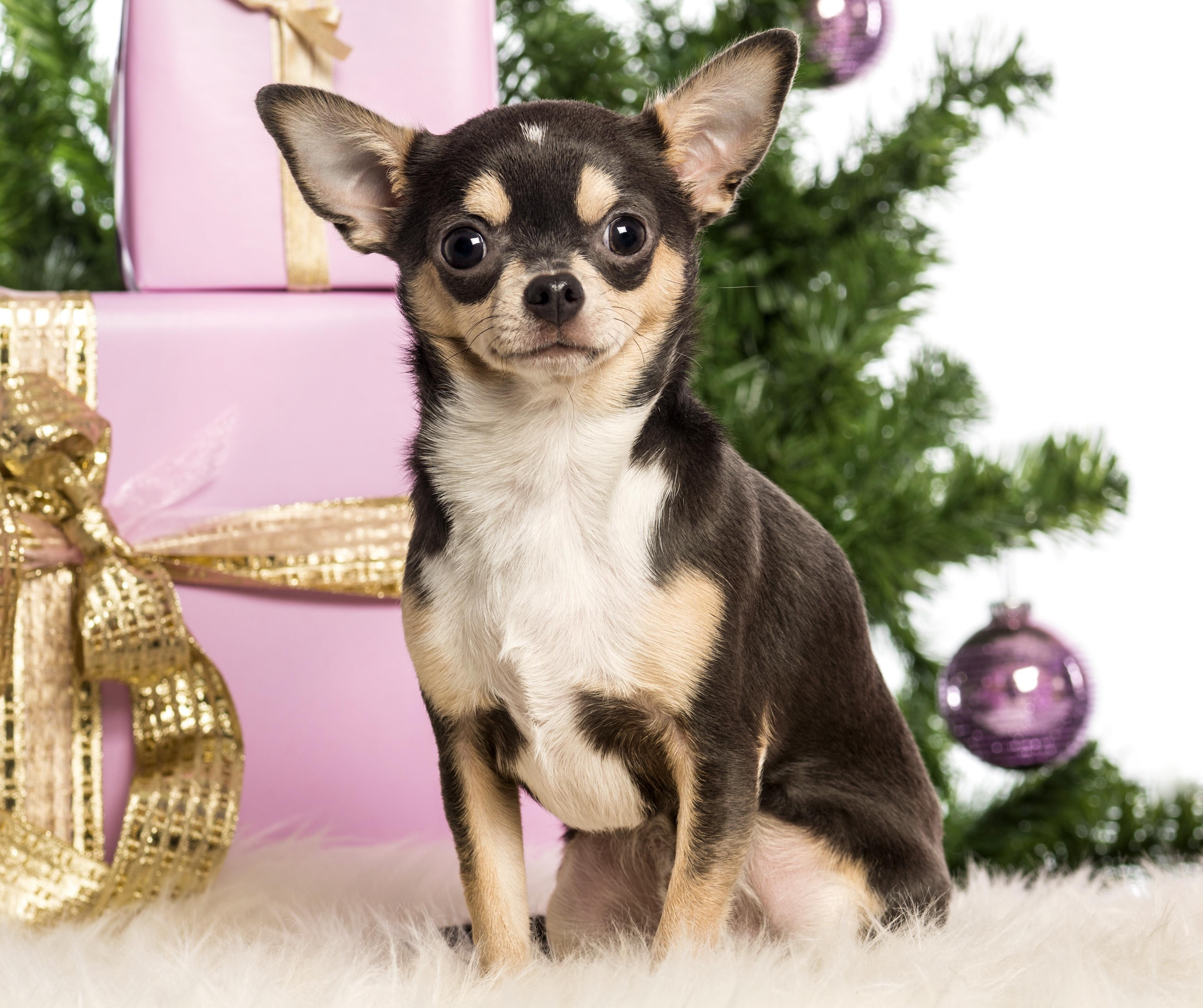 Christmas chihuahua wallpaper and image, picture, photo