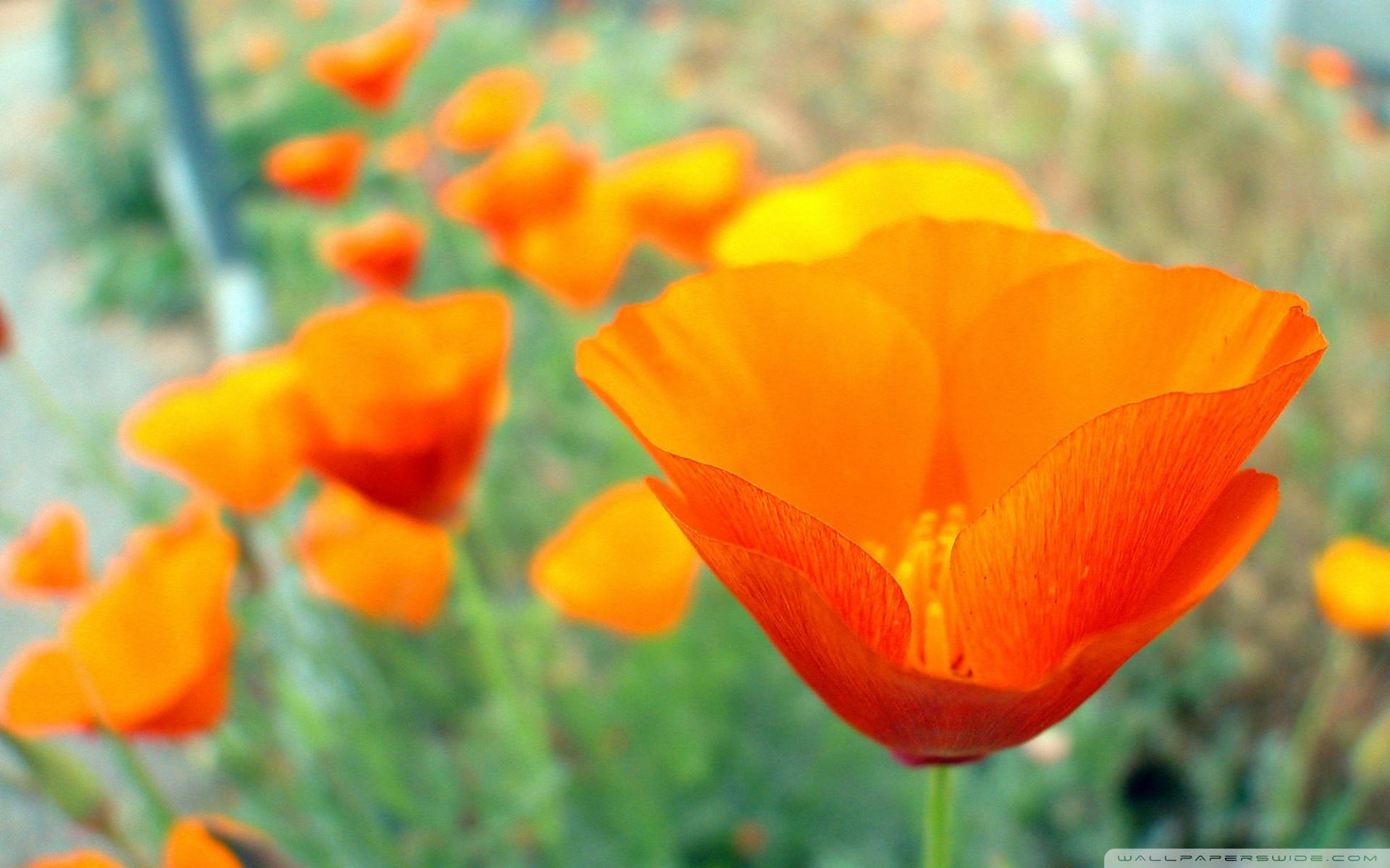 California Poppies UCR Botanic Gardens Riverside California ❤ 4K HD