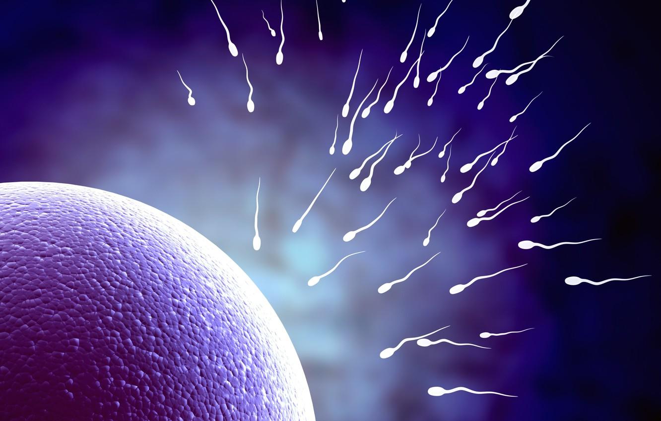 Wallpaper life, egg, fertility, sperm image for desktop, section