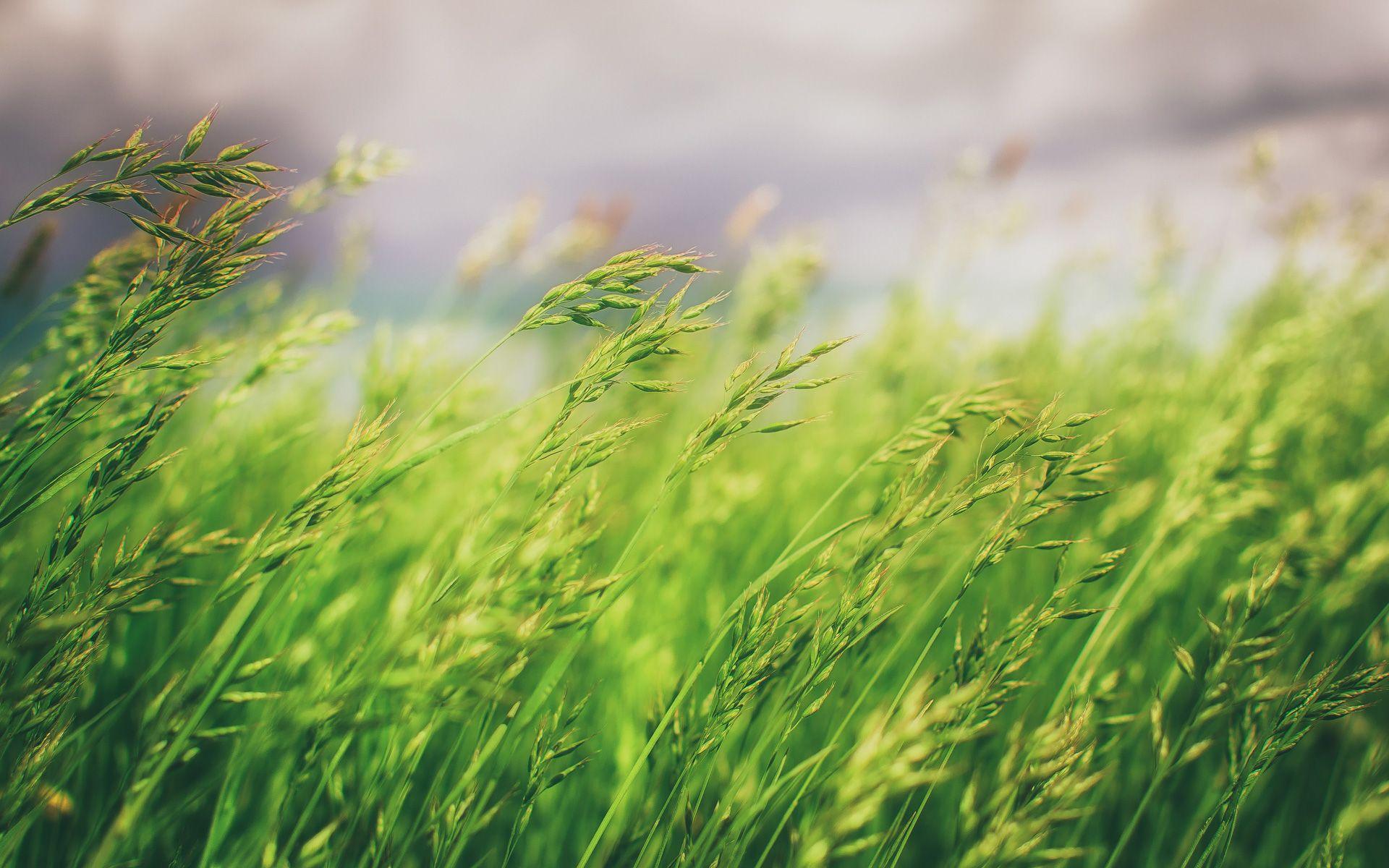 Blurred Background Grass Field. Beautiful Places. Nature wallpaper