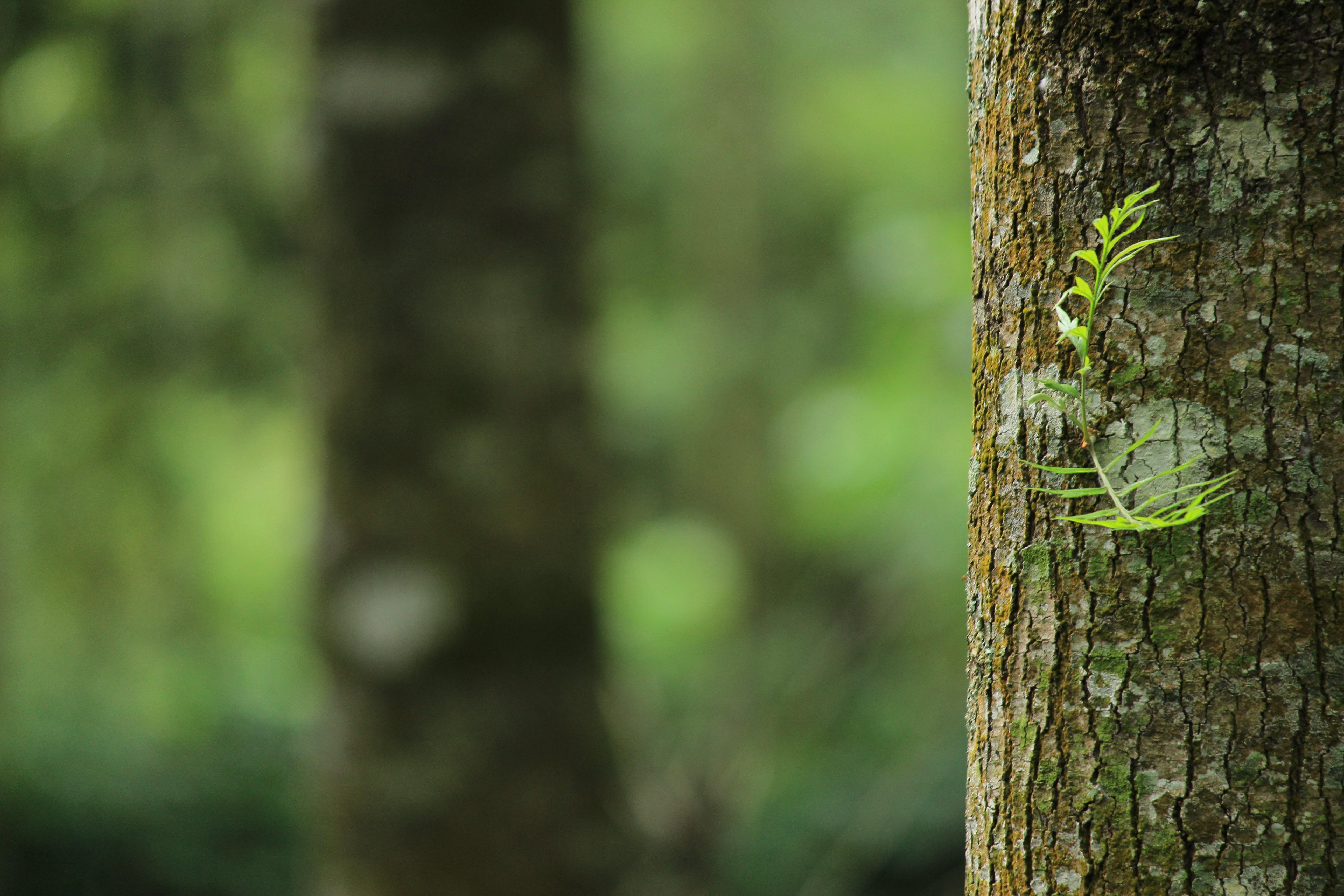 free green food blurred hd wallpaper backgrounds