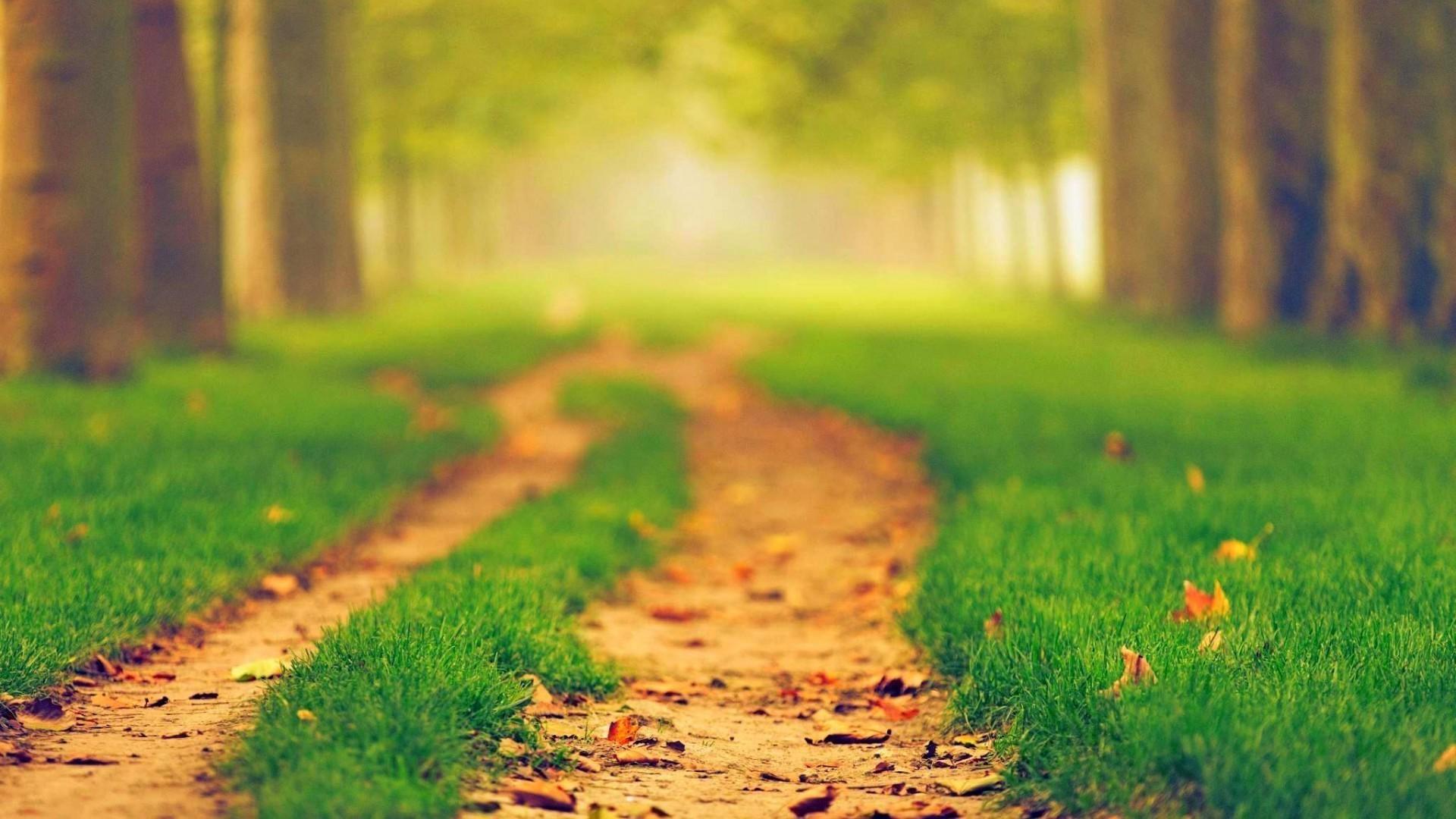 nature path blurred wallpaper and background