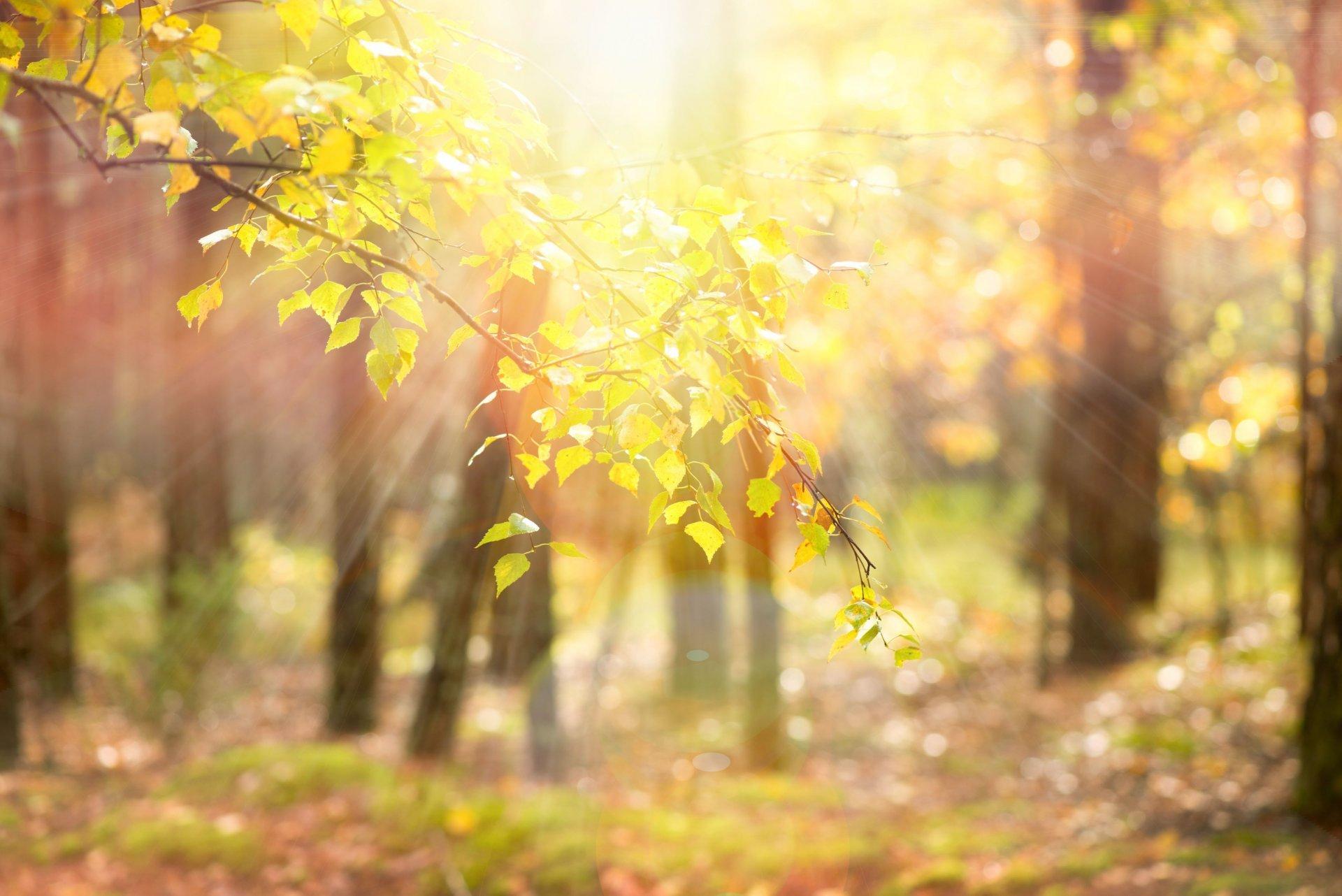 nature tree leaves yellow branches sun rays blur background