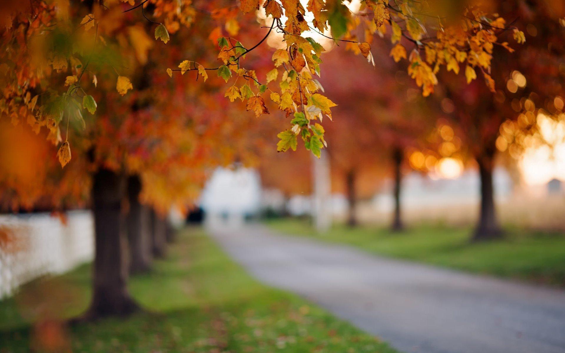 nature close up leaves autumn trees path grass green meadow bokeh