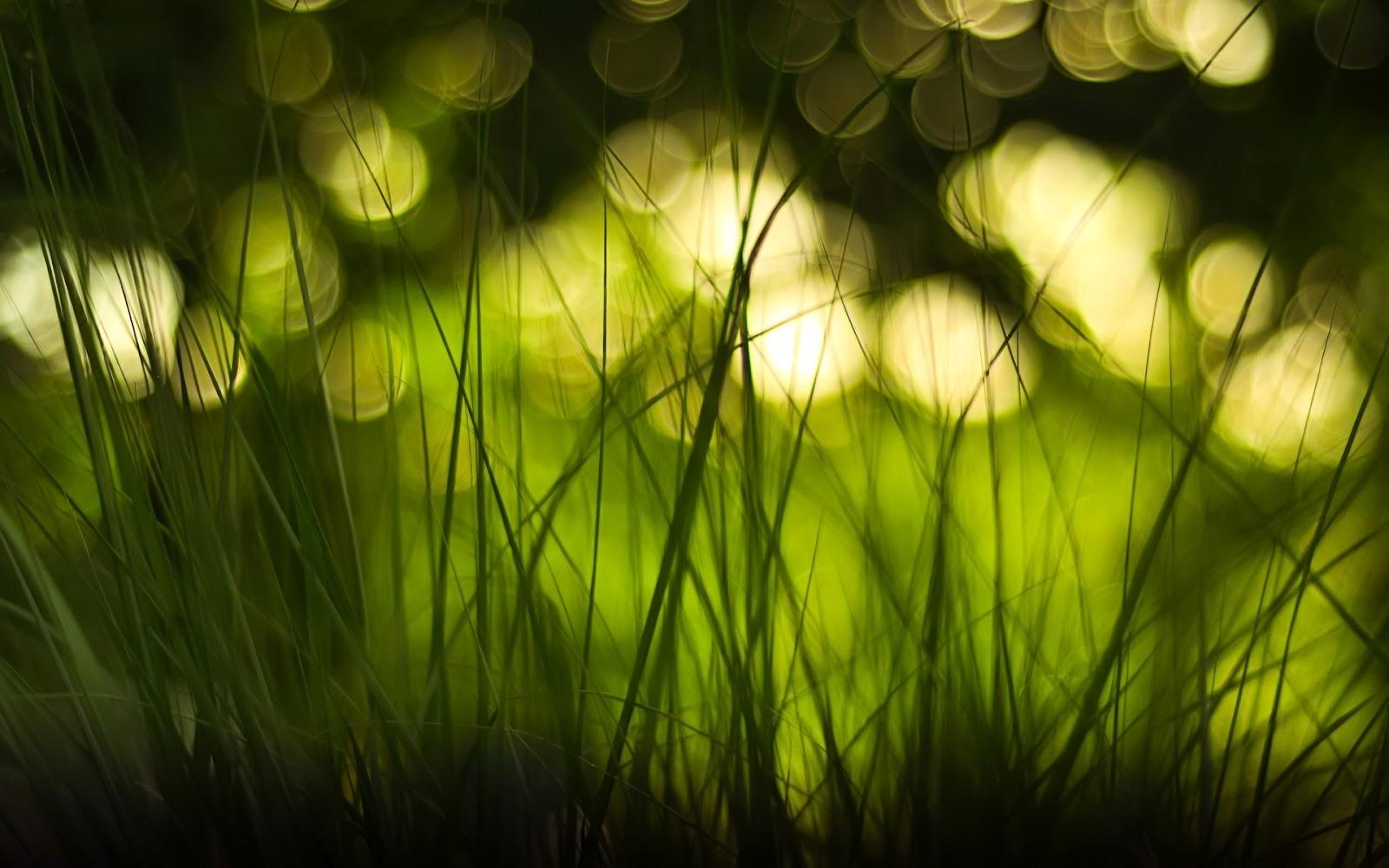 Grass and Blurred Bokeh Lights HD Nature Wallpaper. HD Nature