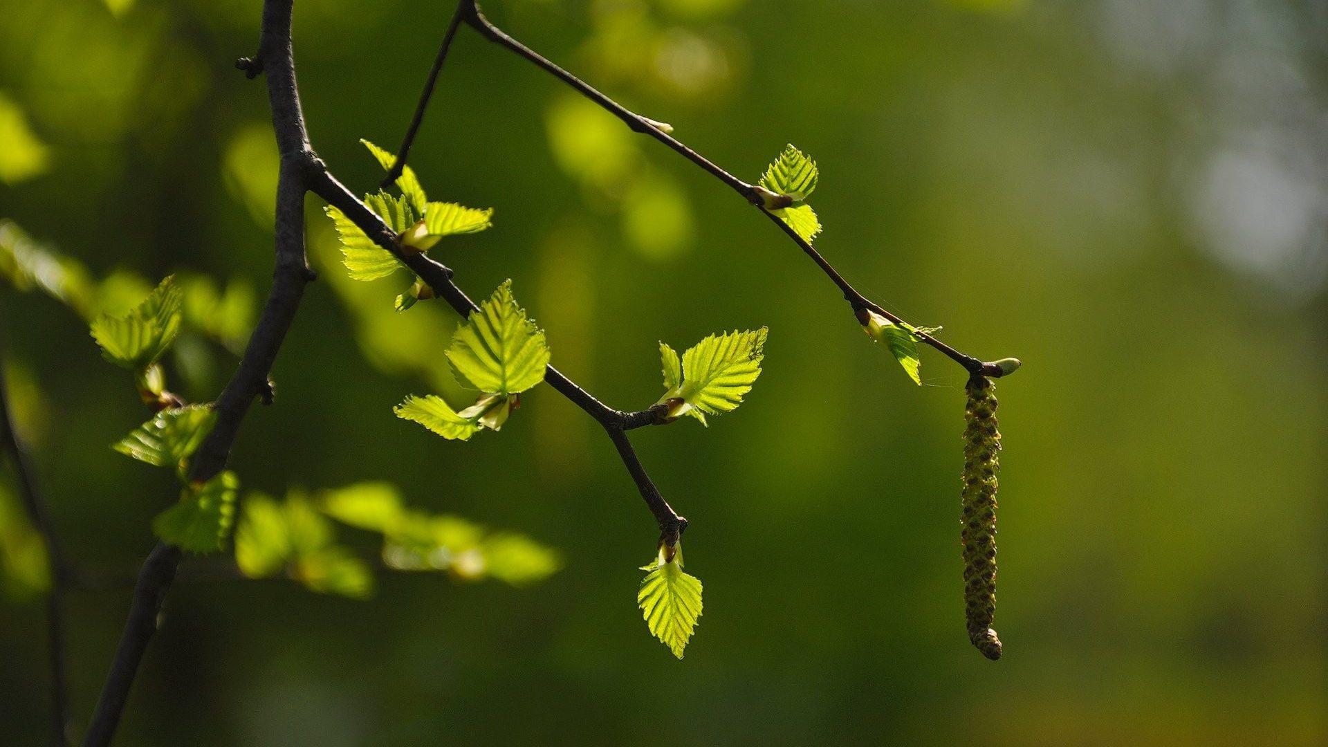 Nature Blur Wallpapers - Wallpaper Cave