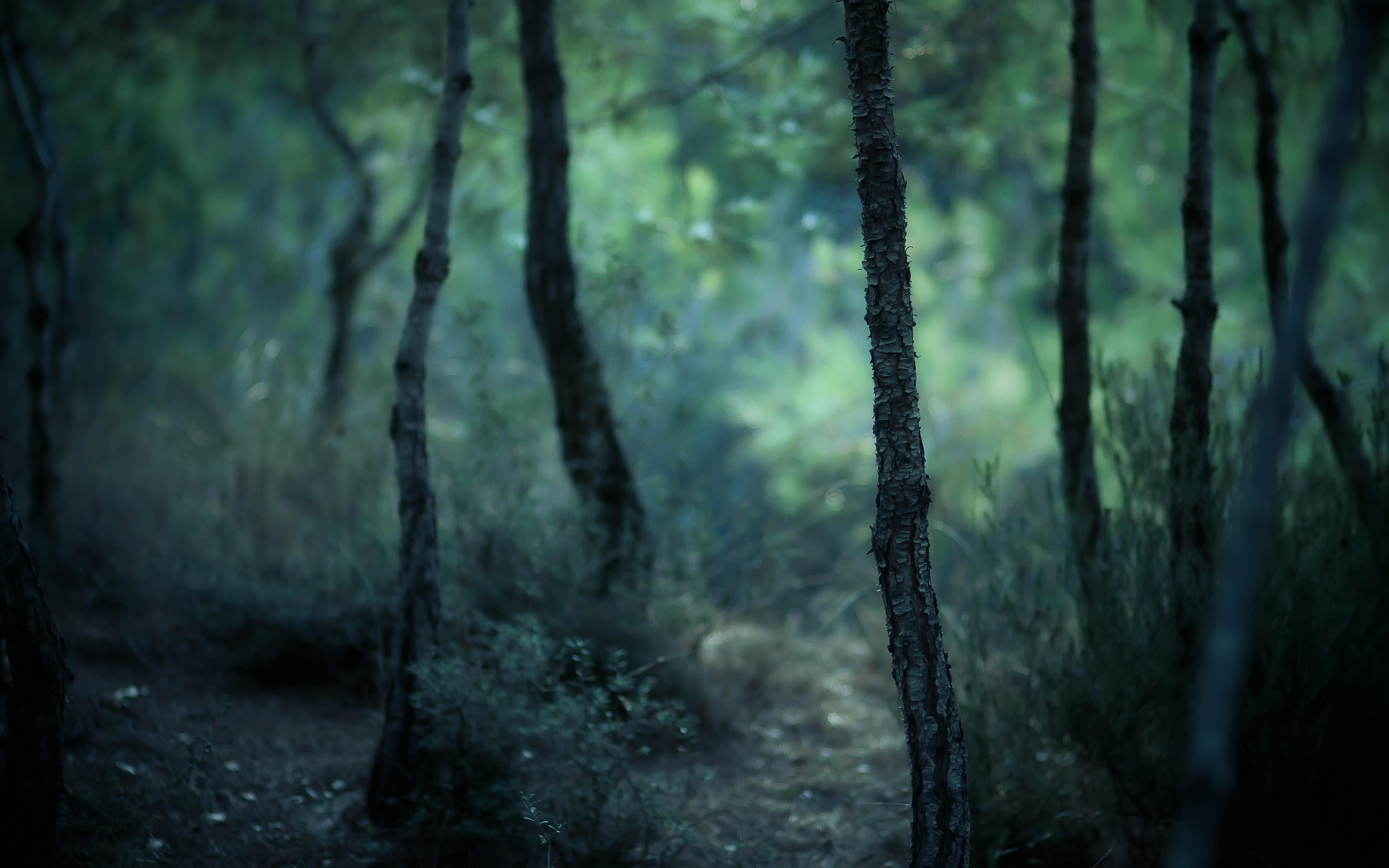 nature, Forest, Trees, Blurred Wallpaper HD / Desktop and Mobile