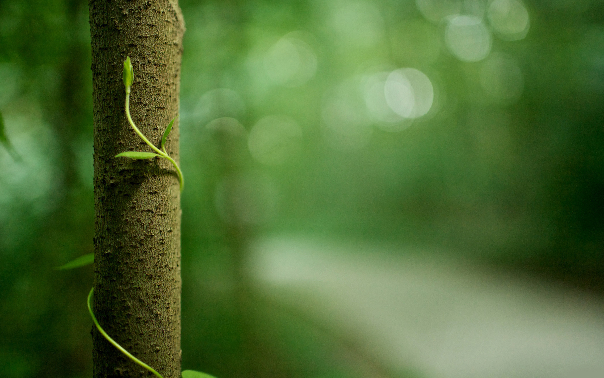 Wallpaper branch, macro, blur, sprout desktop wallpaper Nature