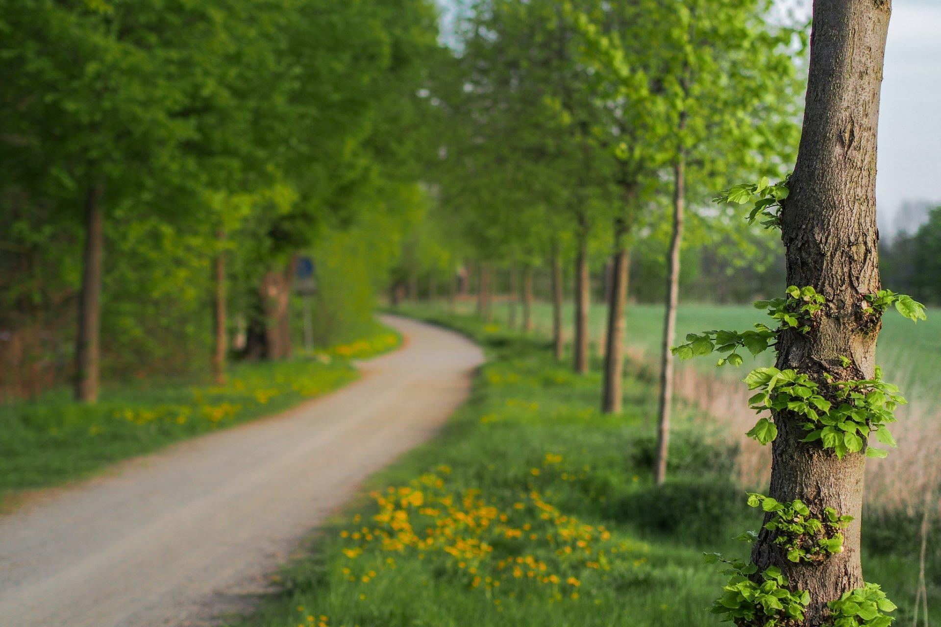 nature close up tree leaves green flower flowers track path blur