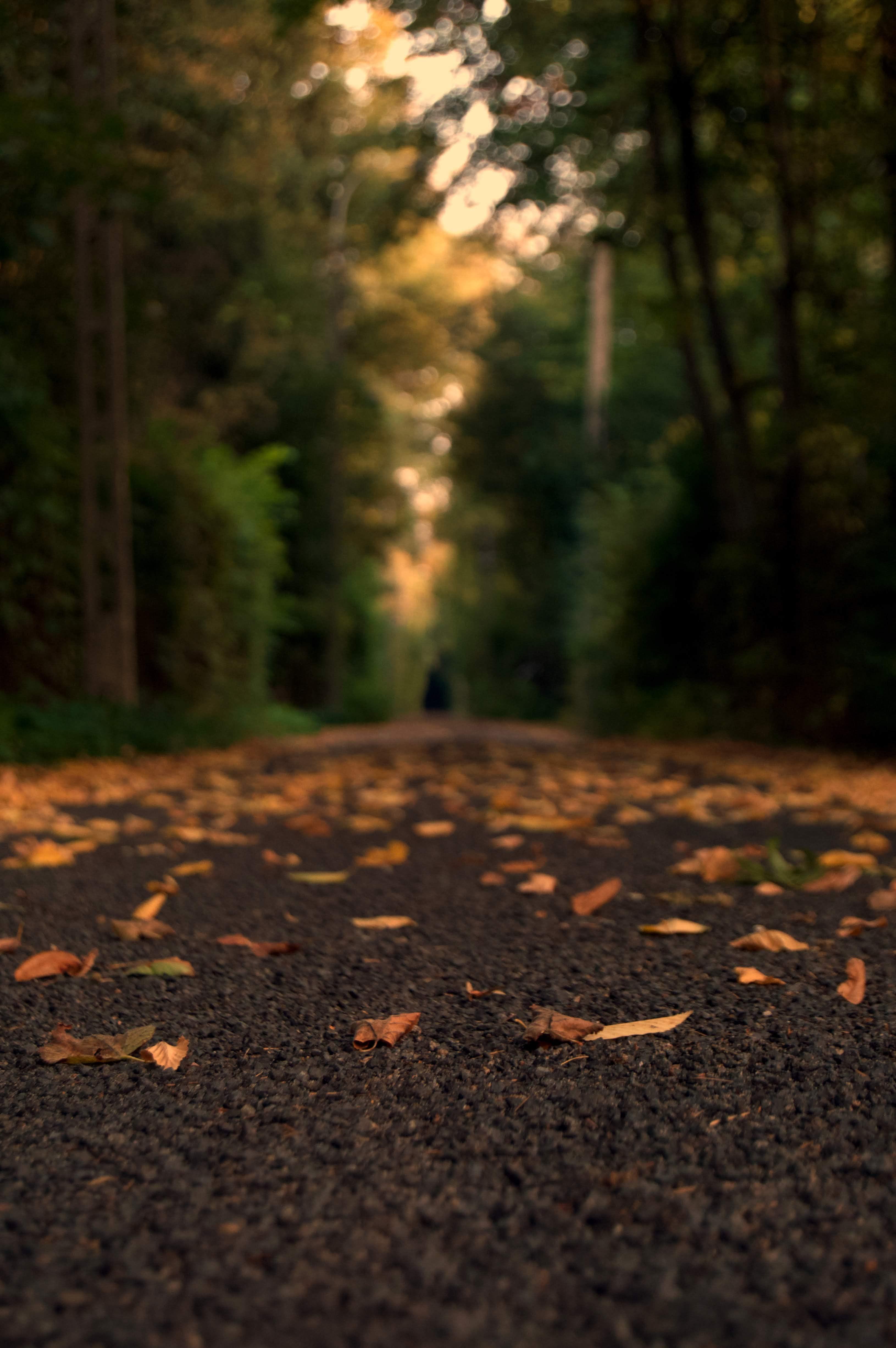 Featured image of post Nature Background 4K Blur : Blurred abstract bokeh with sun flare.