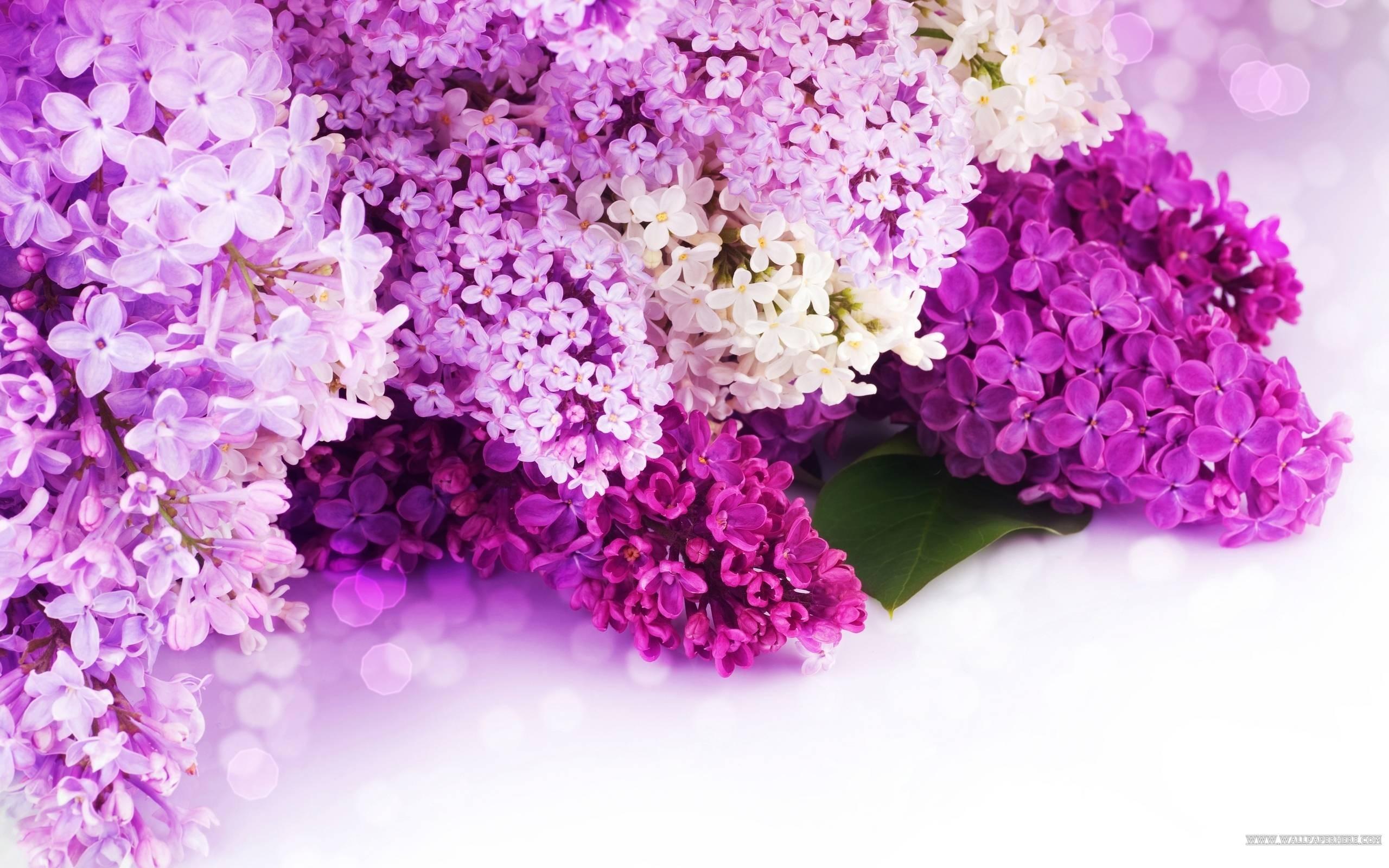 Lilac Wallpaper HD Background, Image, Pics, Photo Free Download