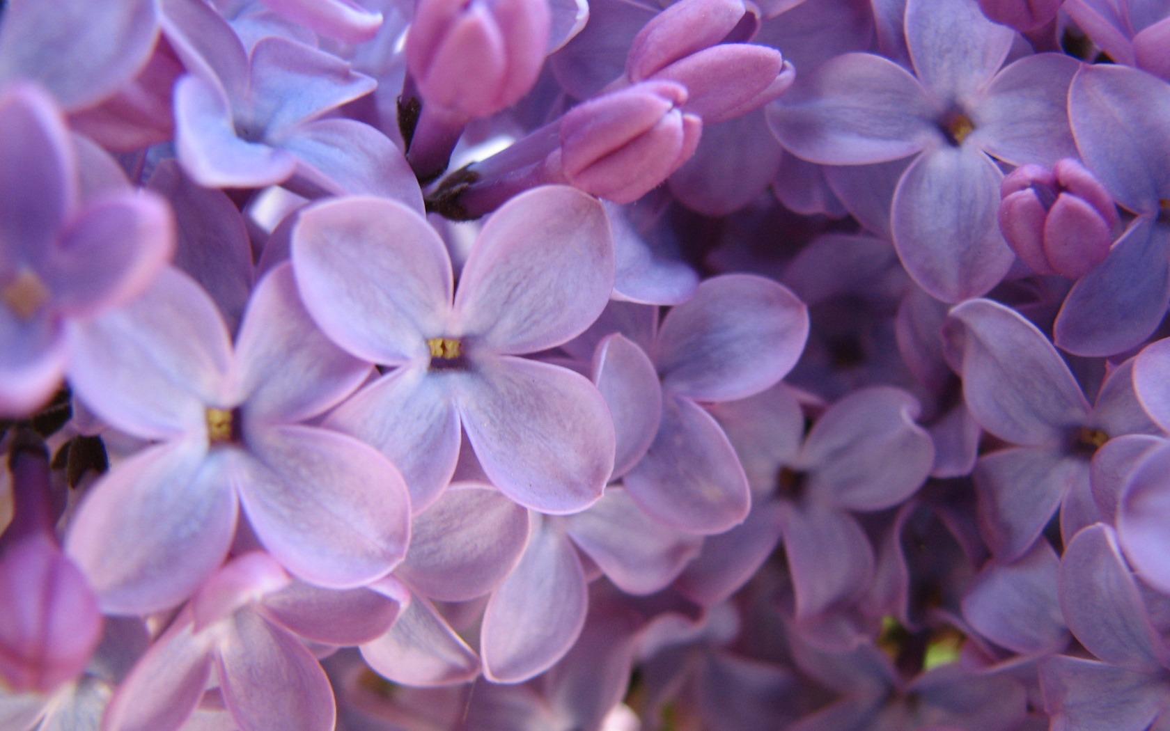 Purple Lilac Wallpaper Flowers Nature Wallpaper in jpg format for free download
