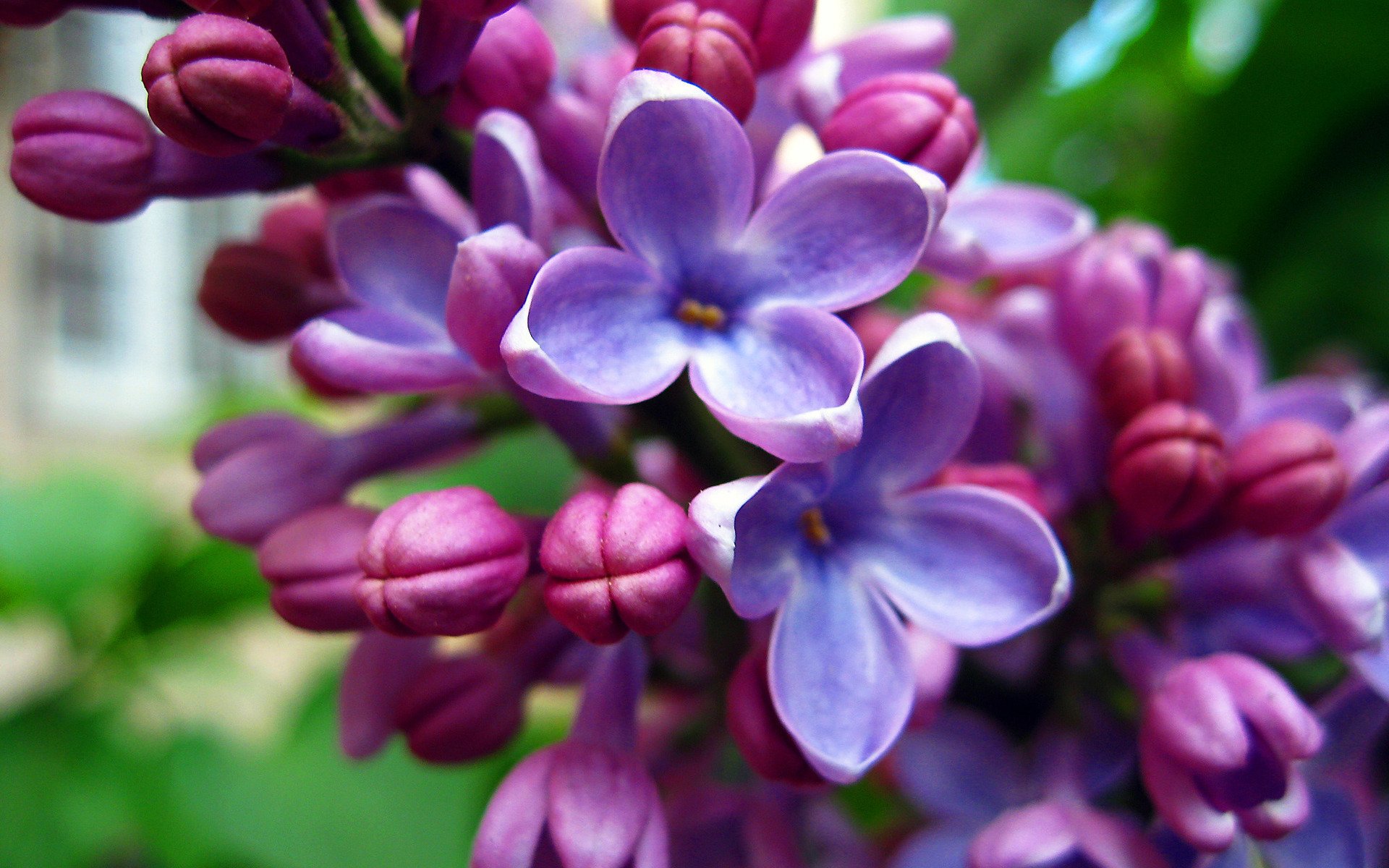 Lilac wallpaper and image, picture, photo