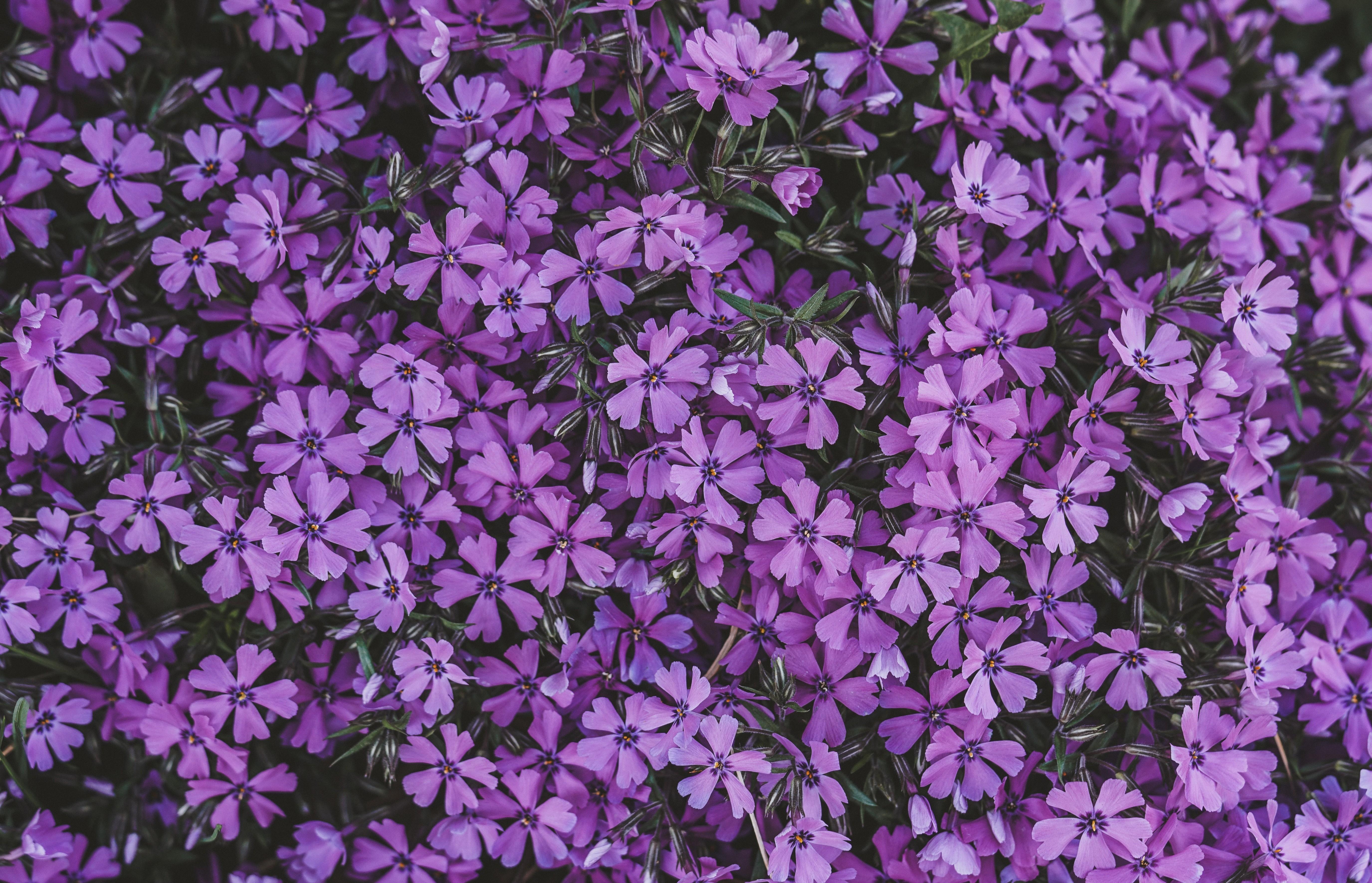 Download 5501x3541 Purple Lilac, Garden Wallpaper