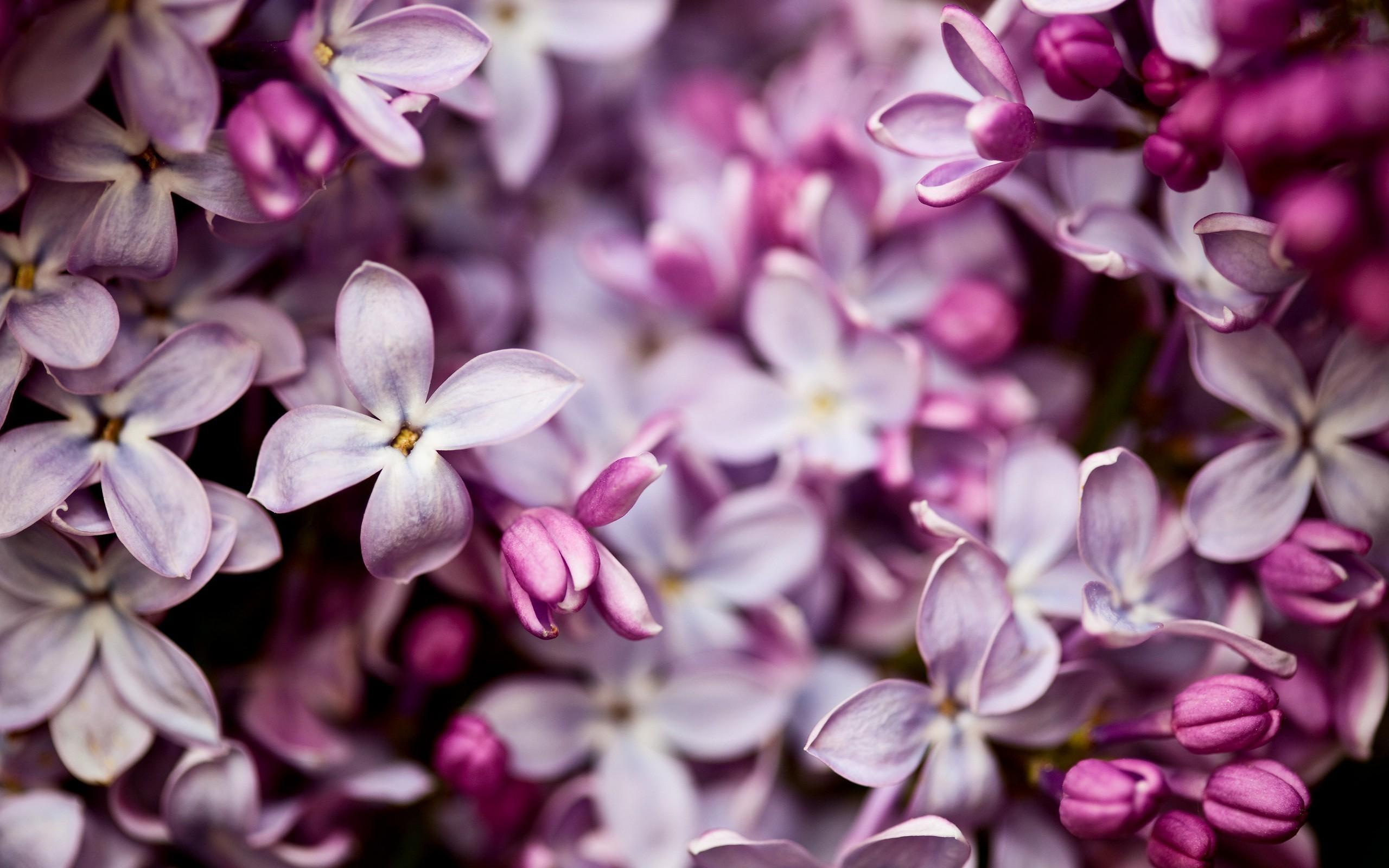 Lilac Wallpaper background picture