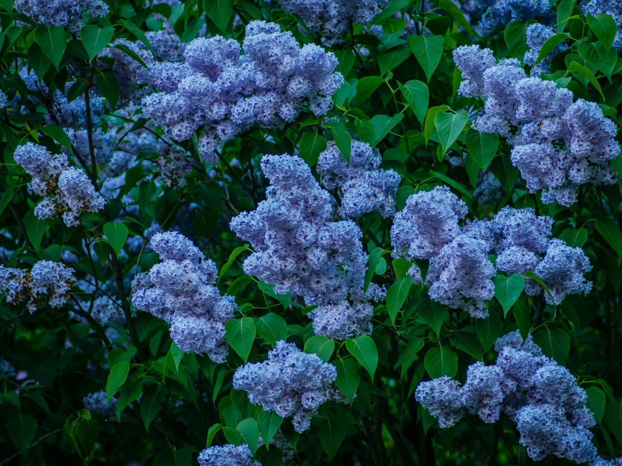 Blue Lilac Bush wallpaper. Blue Lilac Bush
