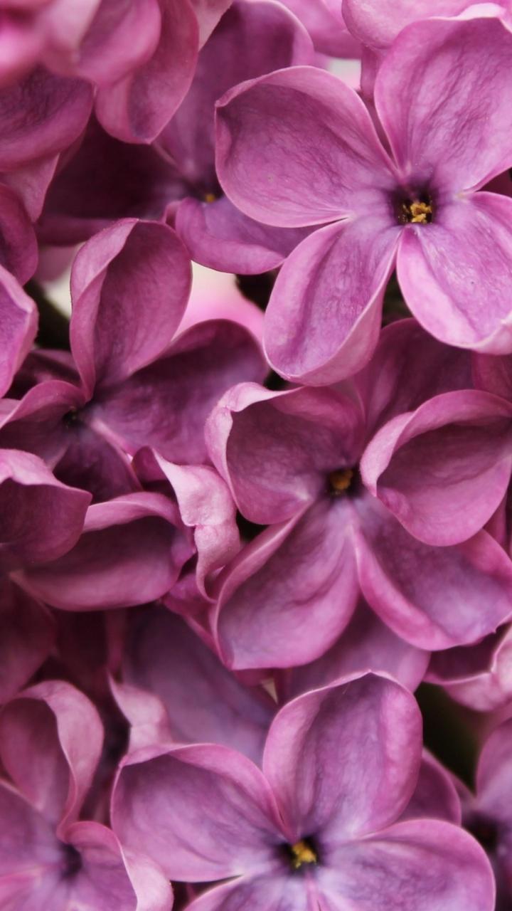 Download Lilac, 4k, 5k wallpaper, flowers, purple, macro