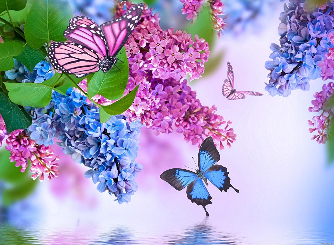 Wallpaper Insects Butterflies Lilac Flowers Animals