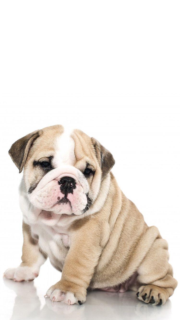 British Bulldog 1 iPhone 6 Wallpaper. Phone background. Dogs
