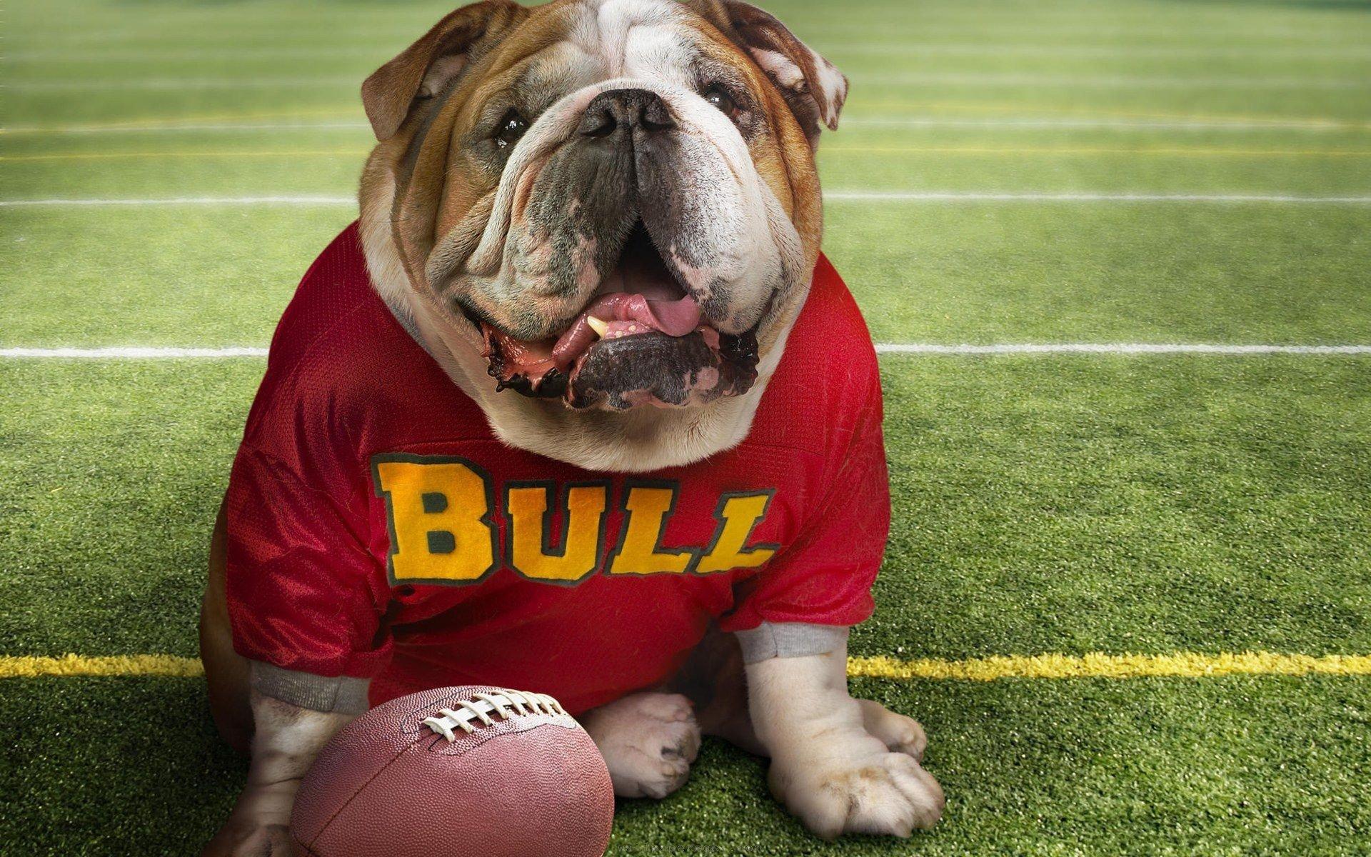 Georgia Bulldogs wallpaper HD for desktop background