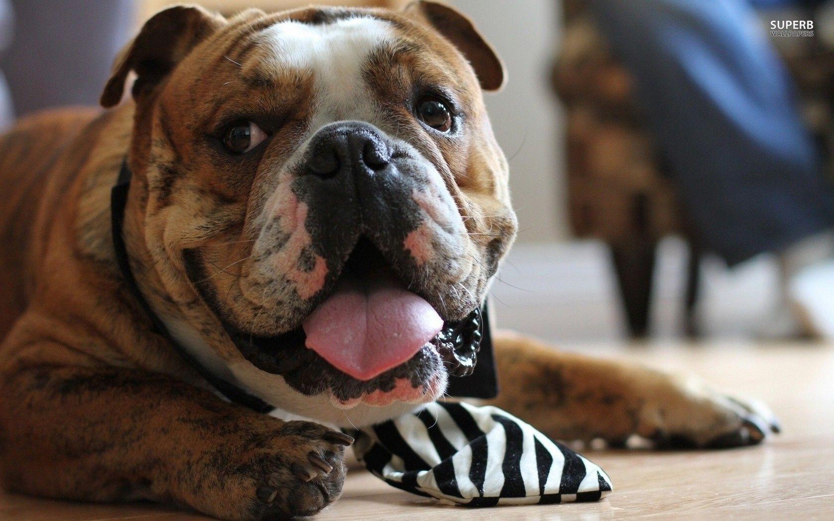 Old English Bulldog Wallpaper High Resolution and Quality Download