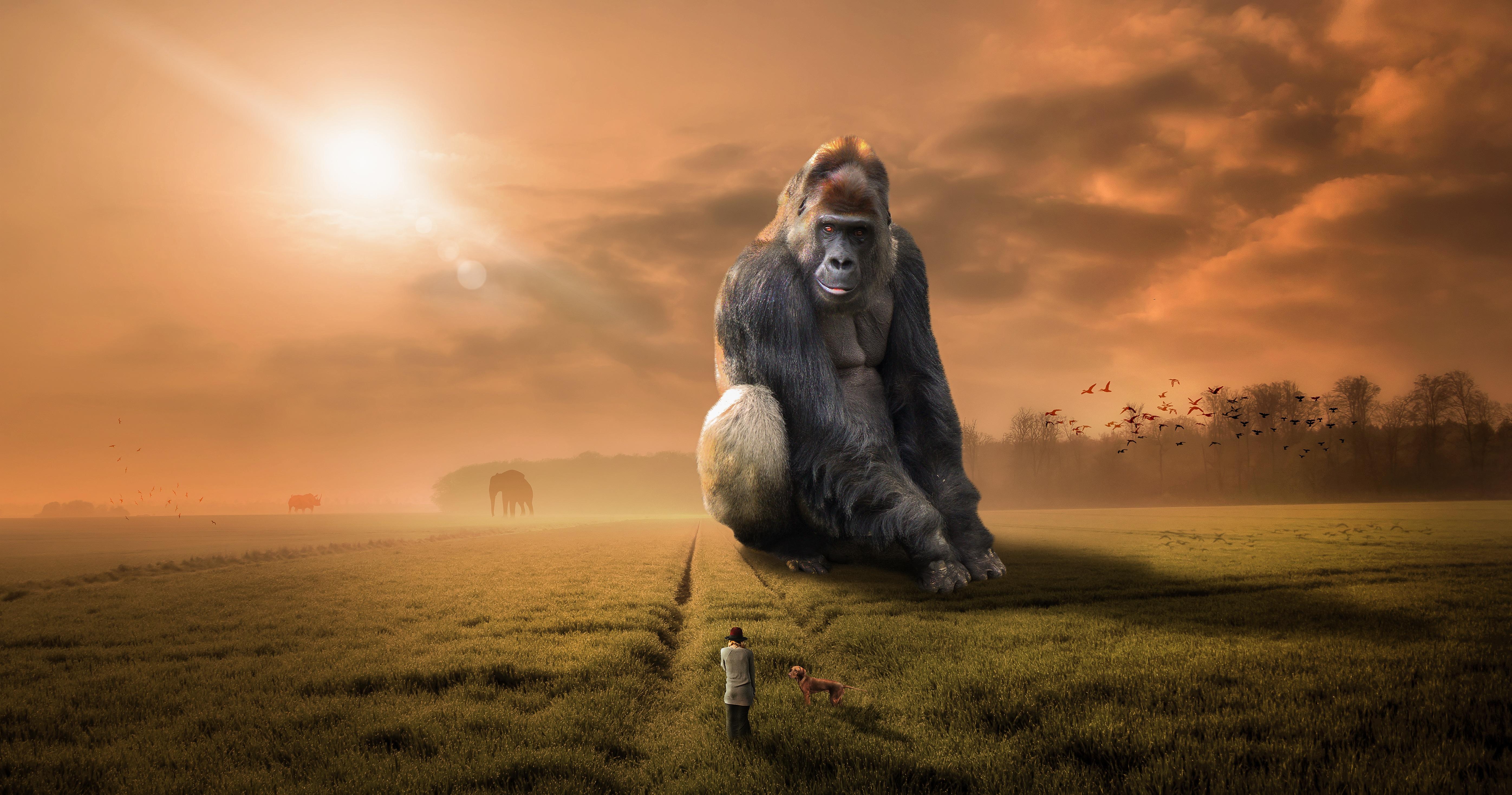 Gorilla 4k Wallpapers Wallpaper Cave