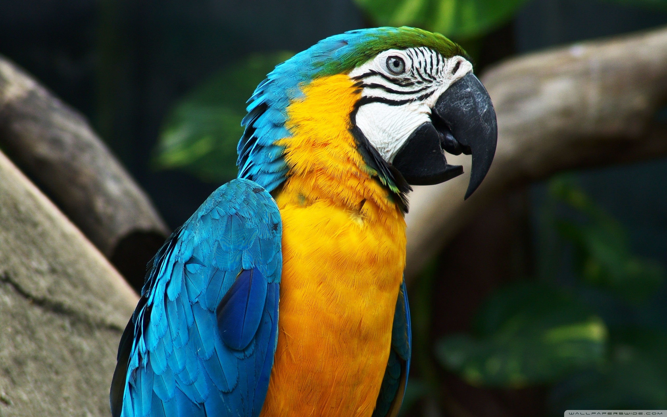 Blue And Yellow Macaw ❤ 4K HD Desktop Wallpaper For 4K Ultra HD TV