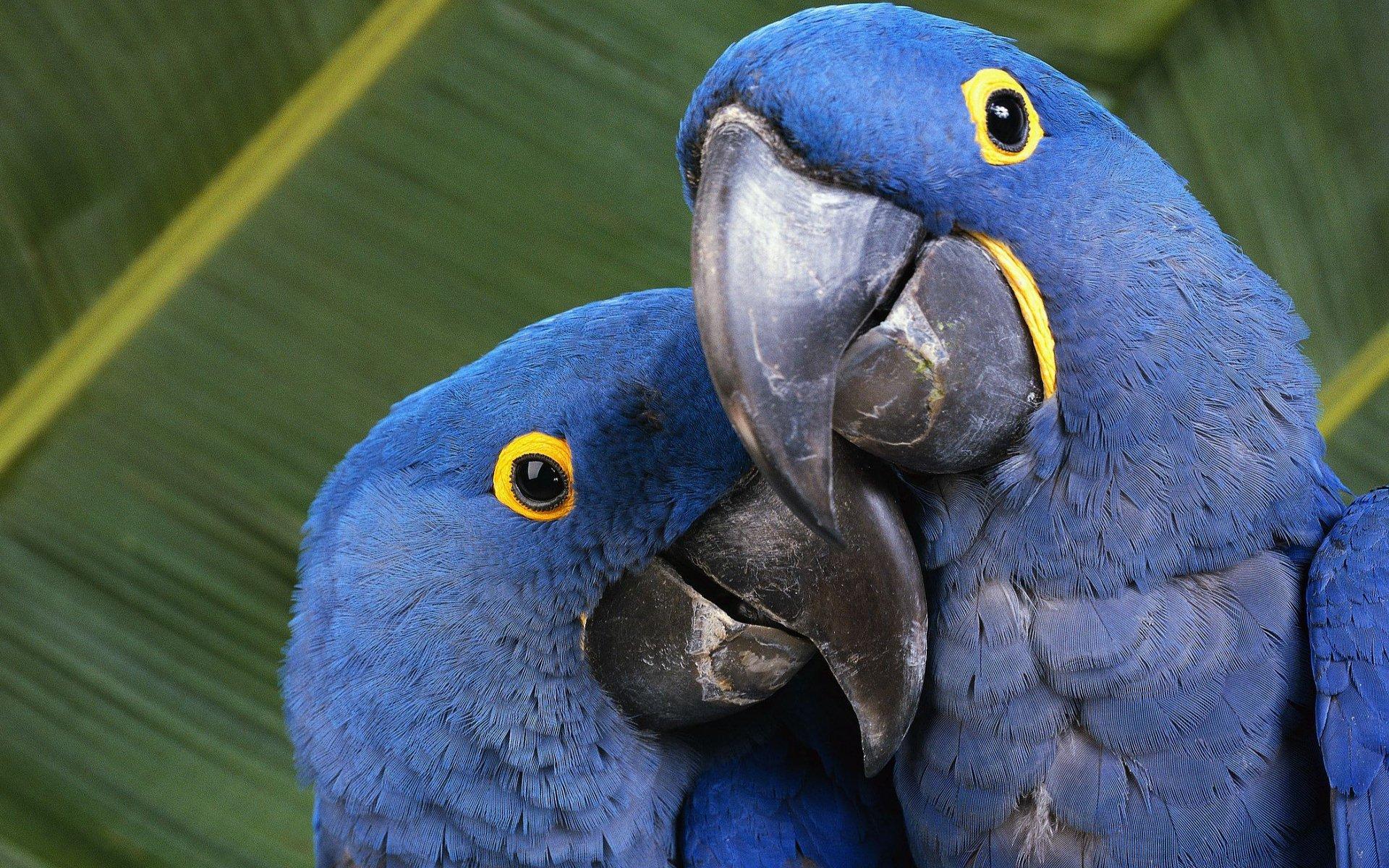 Blue Macaws HD Wallpaper