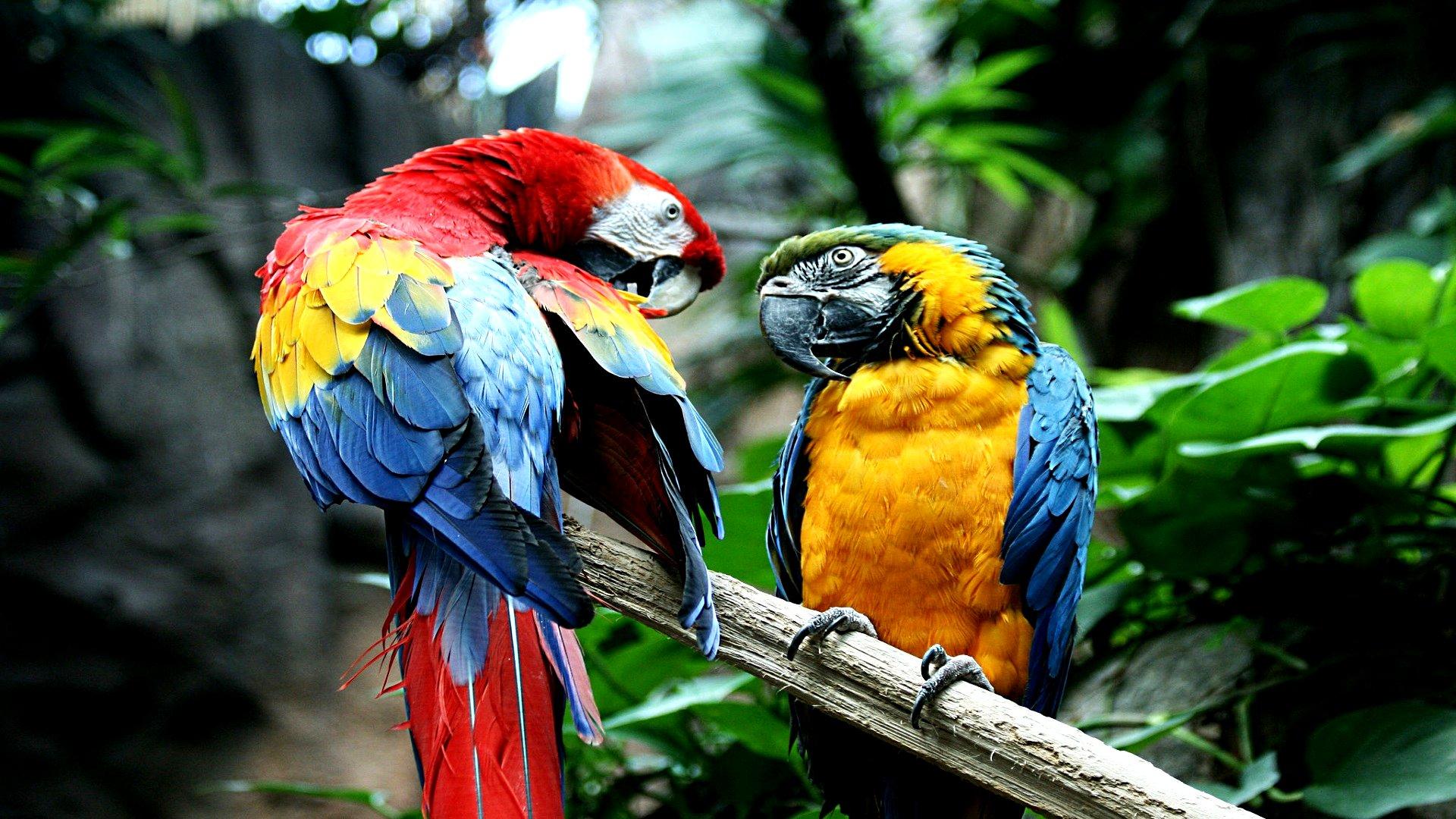 Macaw HD Wallpaper