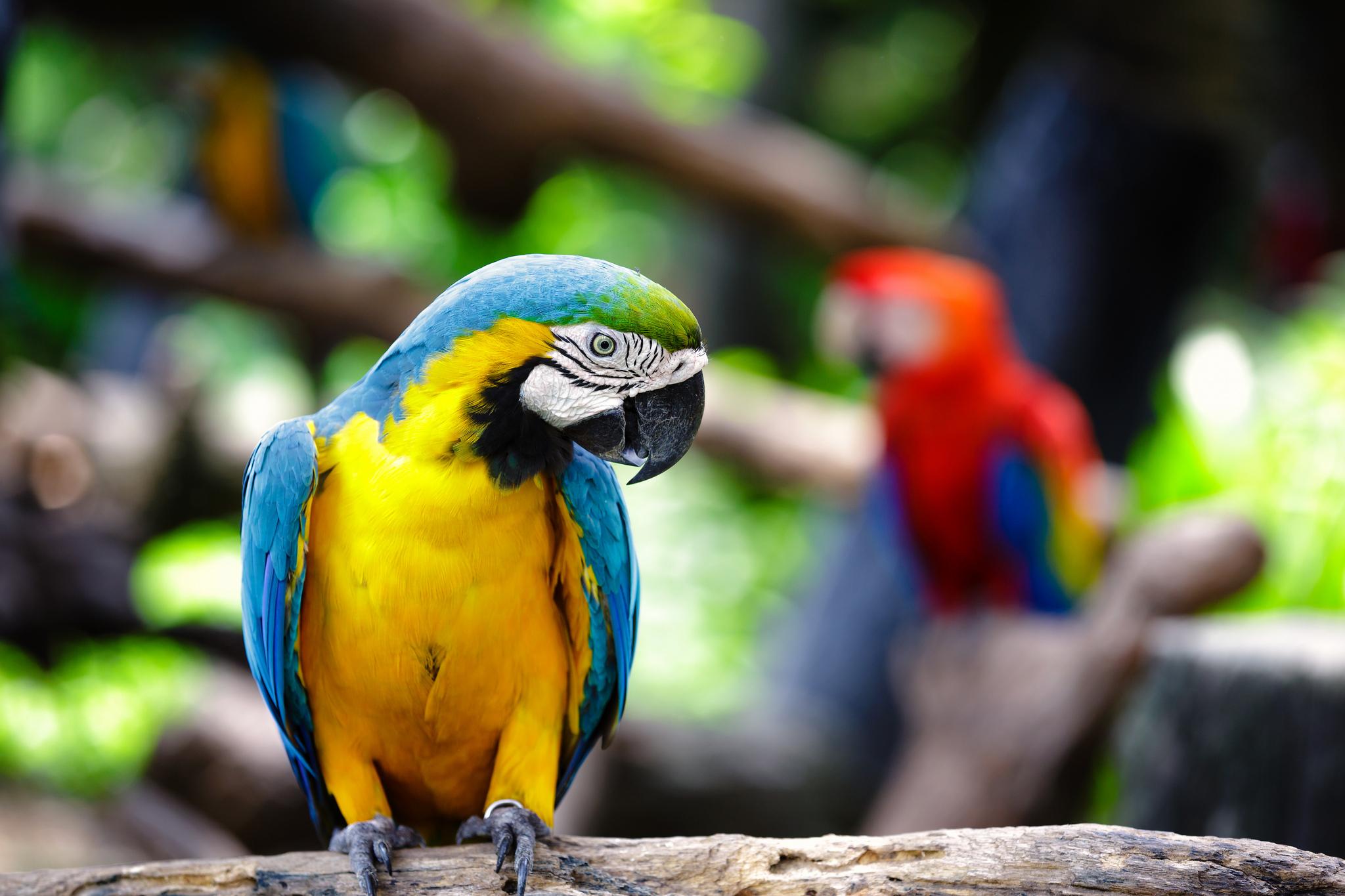 Blue And Yellow Macaw HD Wallpaper. Background Imagex1365