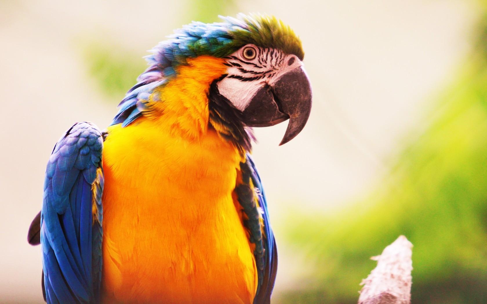 Download 1680x1050 Parrot, Birds, Close Up, Profile View, Macaw