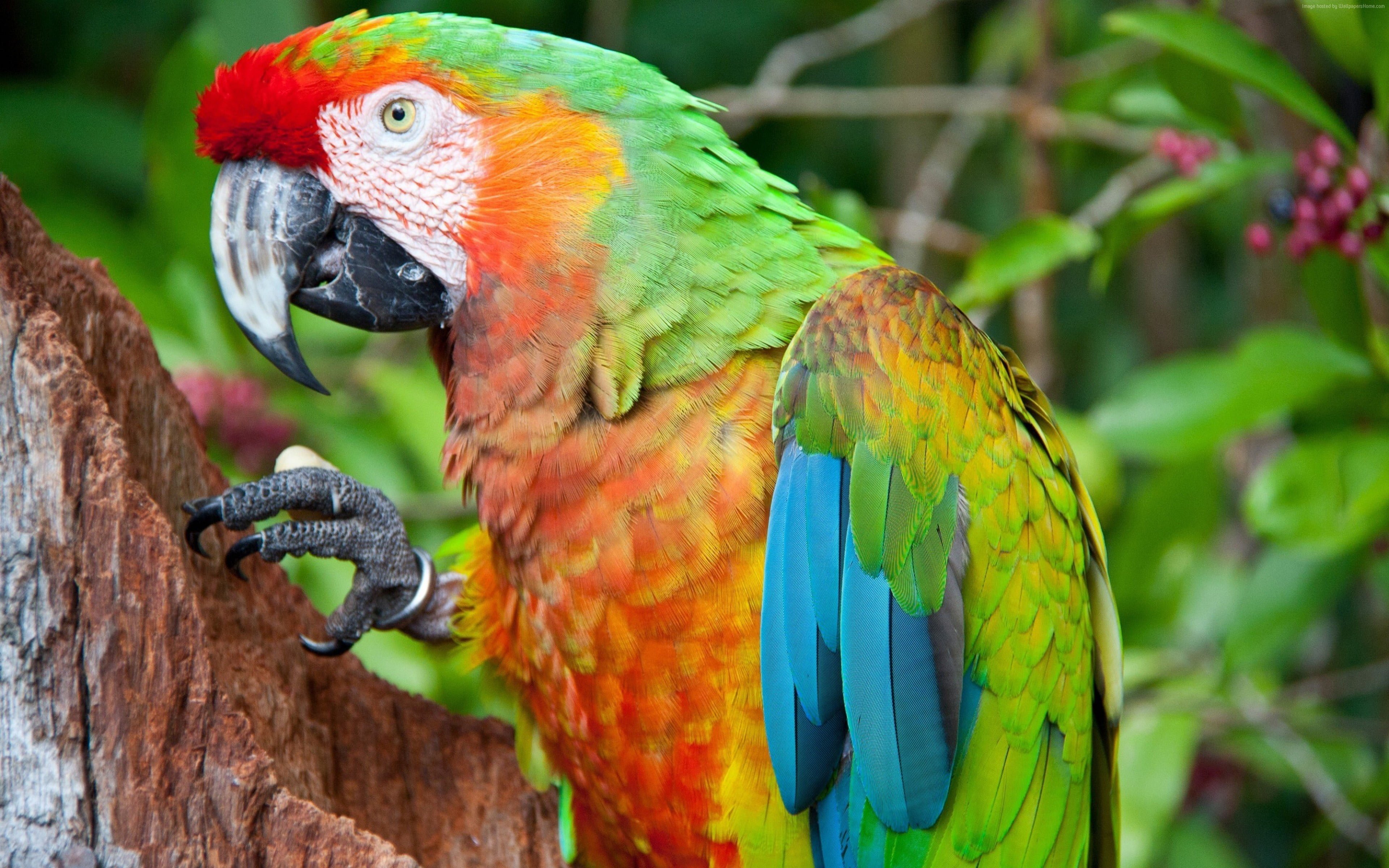 Green Red Macaw Wallpaper 4 X 2400