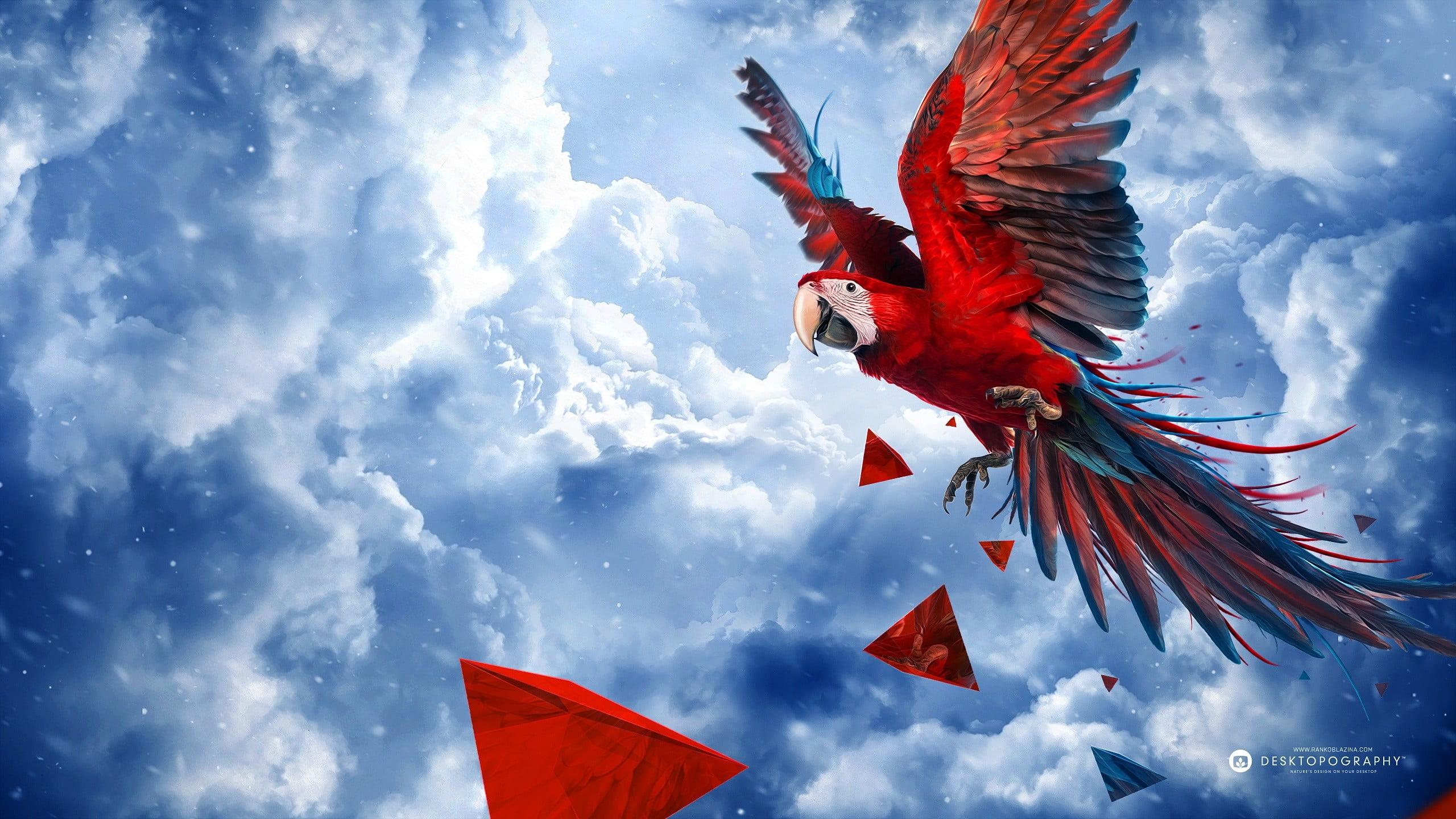 Scarlet Macaw Wallpaper and Background Image