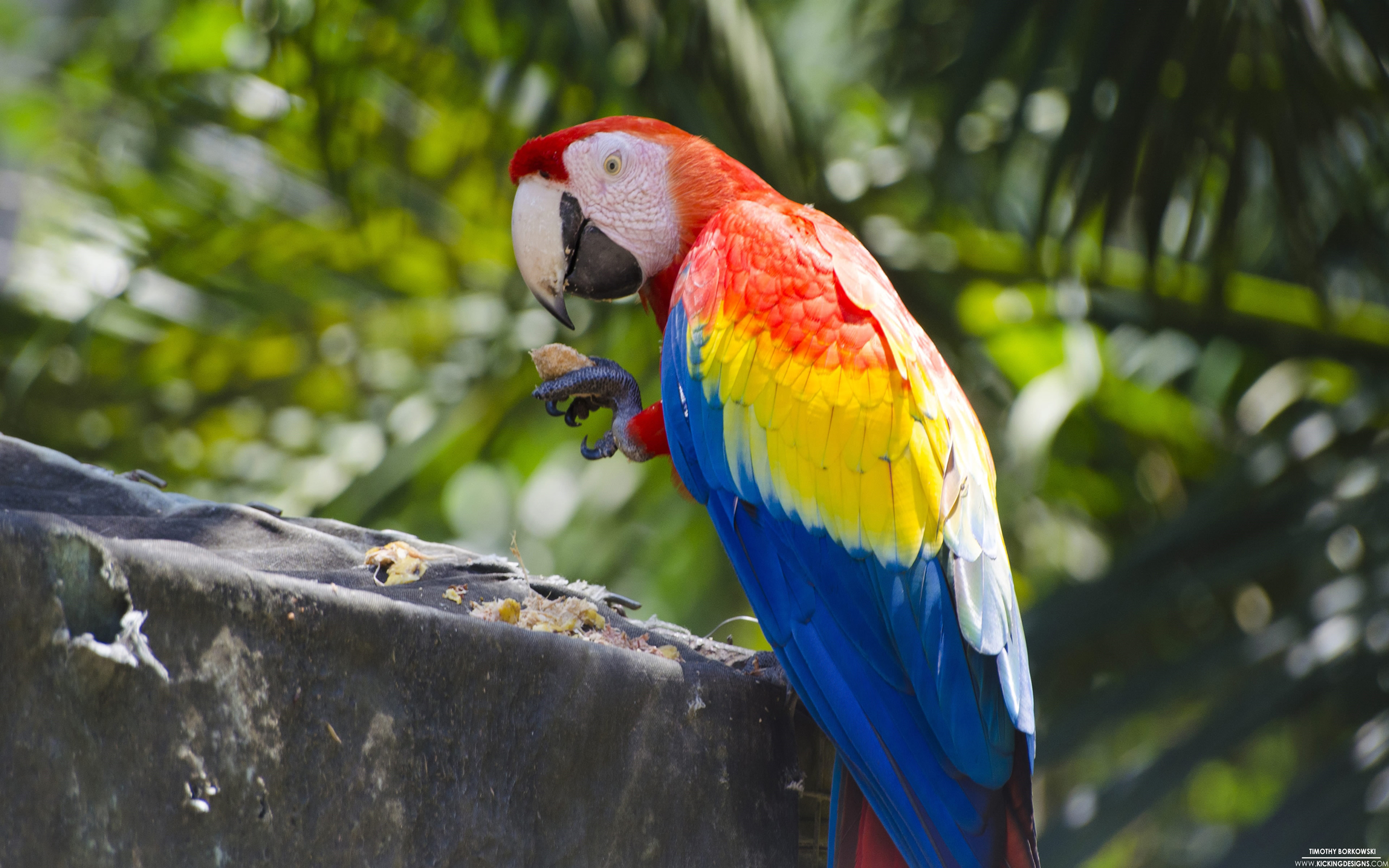 Scarlet Macaw Parrot Ultra HD Wallpaper, Wallpaper13.com