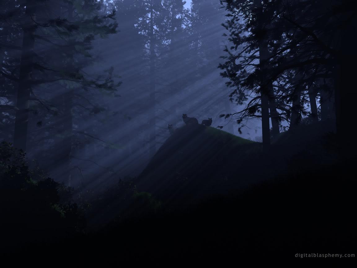 Forest At Midnight HD Desktop Wallpaper, Instagram photo, Background
