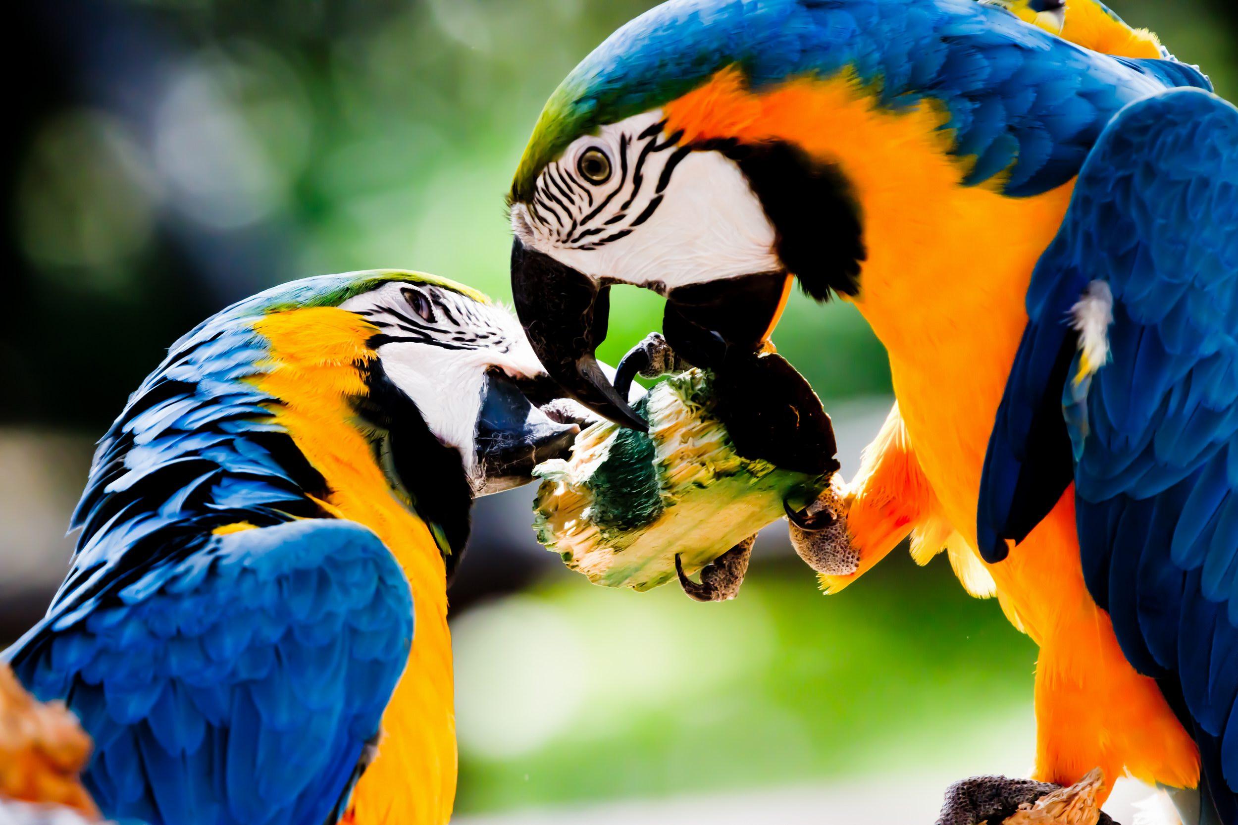 Blue And Yellow Macaw Wallpaper 24 X 1666