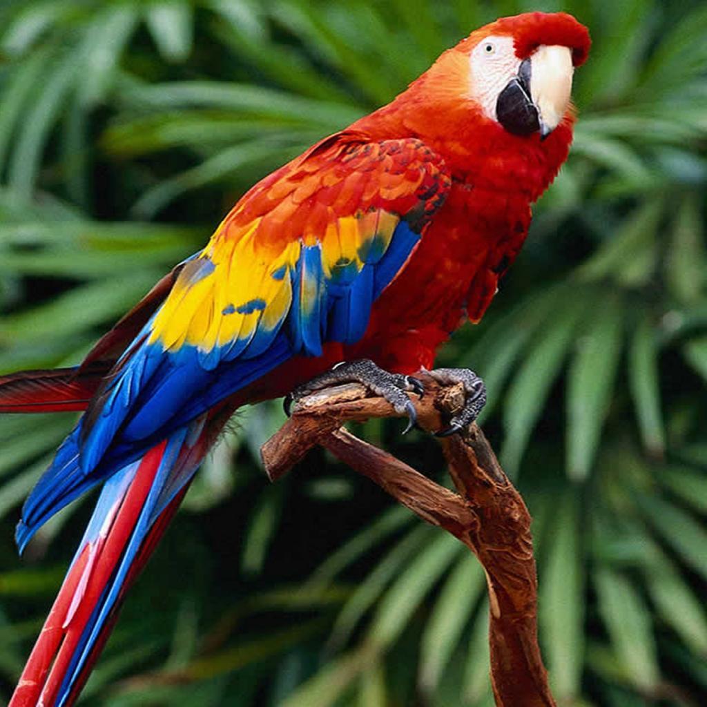 Red Macaw Wallpaper 2 X 1024