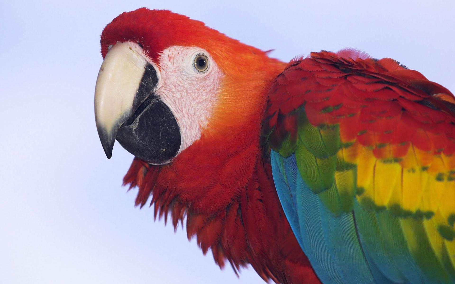 Profile of a Scarlet Macaw wallpaper