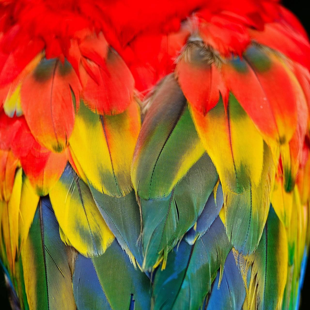 Scarlet Macaw Wallpaper