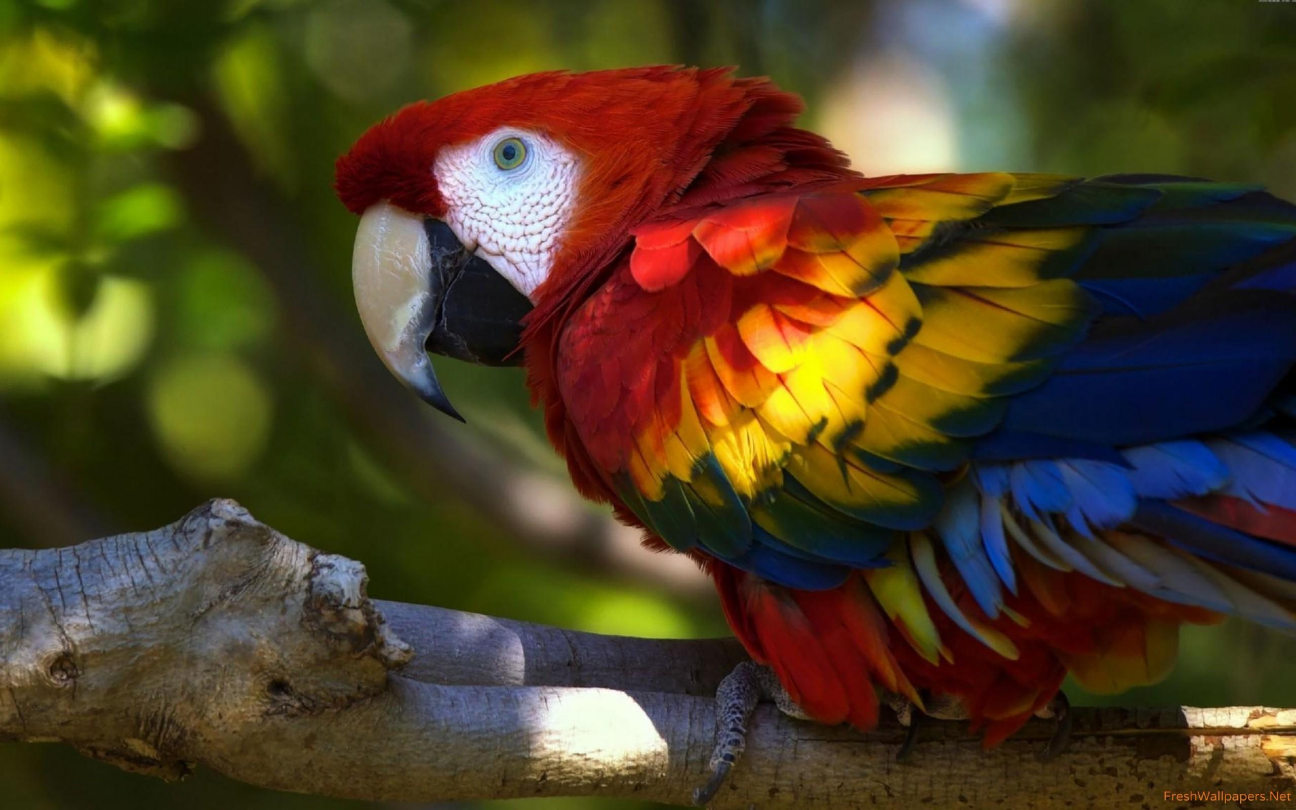 Scarlet macaw wallpaper