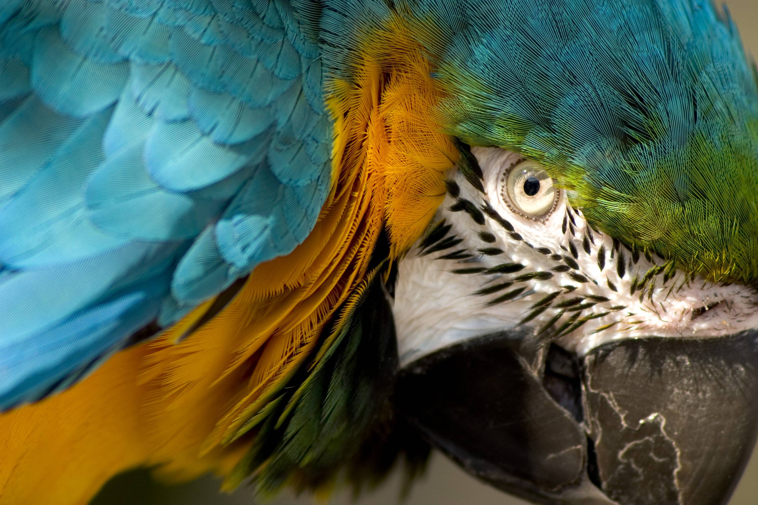 Eye of the Macaw