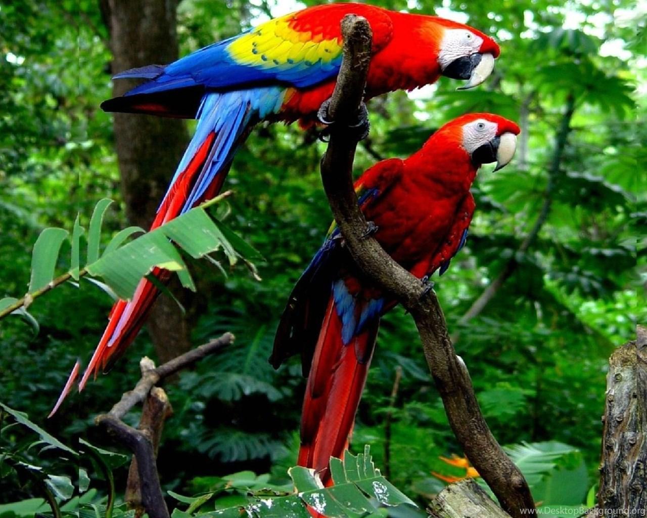 Cute Macaw Parrot Desktop HD Wallpaper Desktop Background