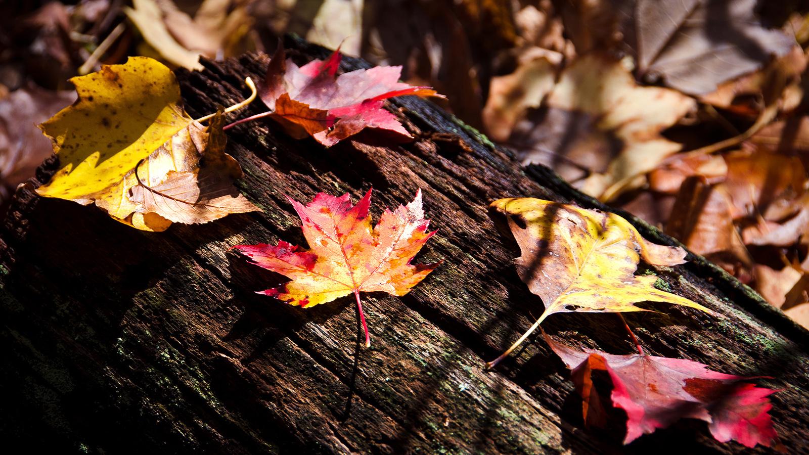 Falling Maple Leaf HD Wallpaper, Background Image