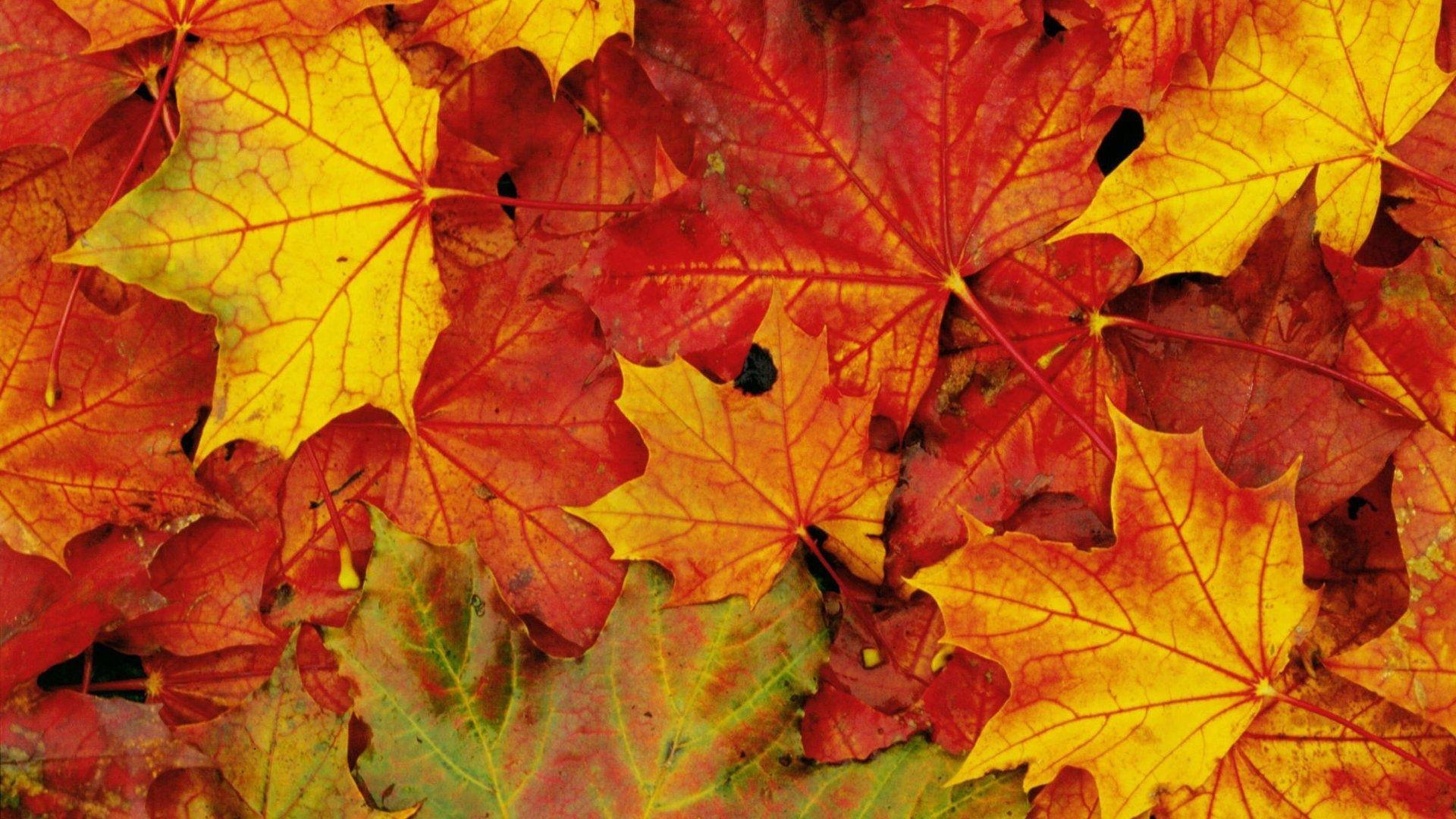 Falling Maple Leaf wallpaper.D Wallpaper. Autumn, Leaves, Fall