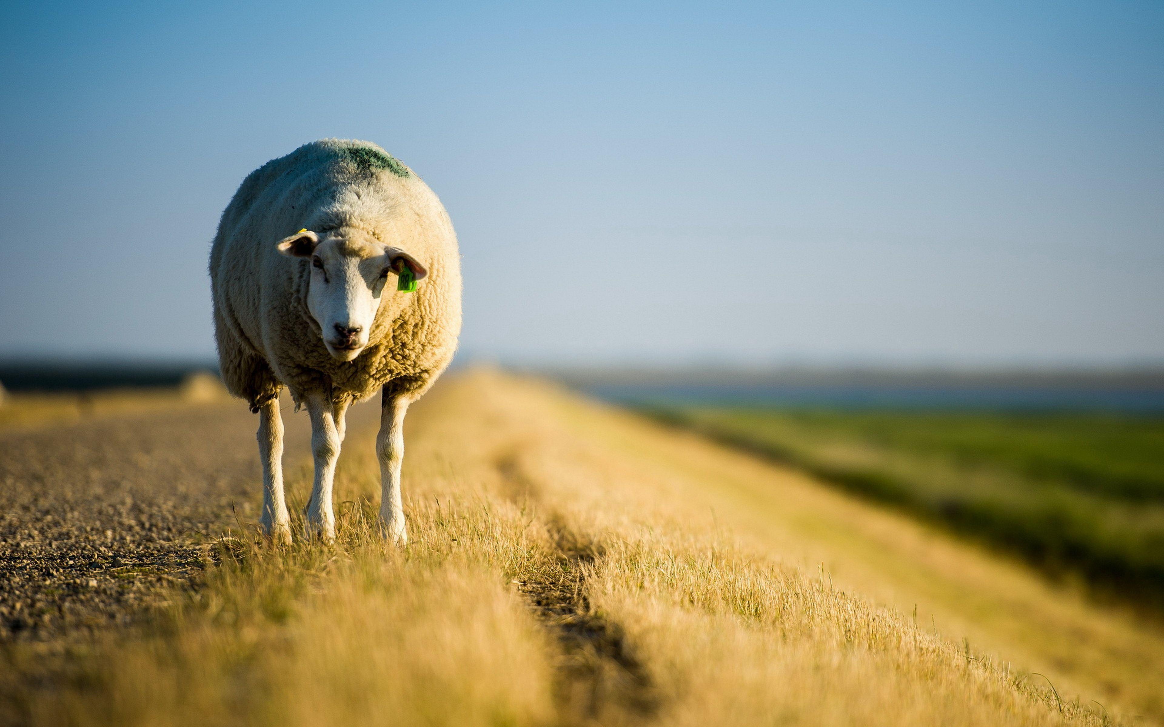 Sheep Wallpaper, Image, Photo, Picture & Pics #sheep #wallpaper