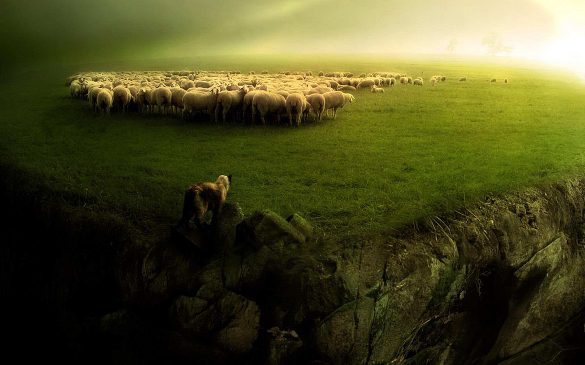 Sheep HD Wallpaper