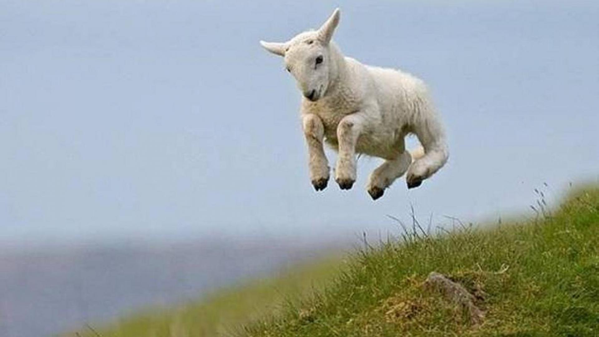 High Jump Cute Lamb #Wallpaper