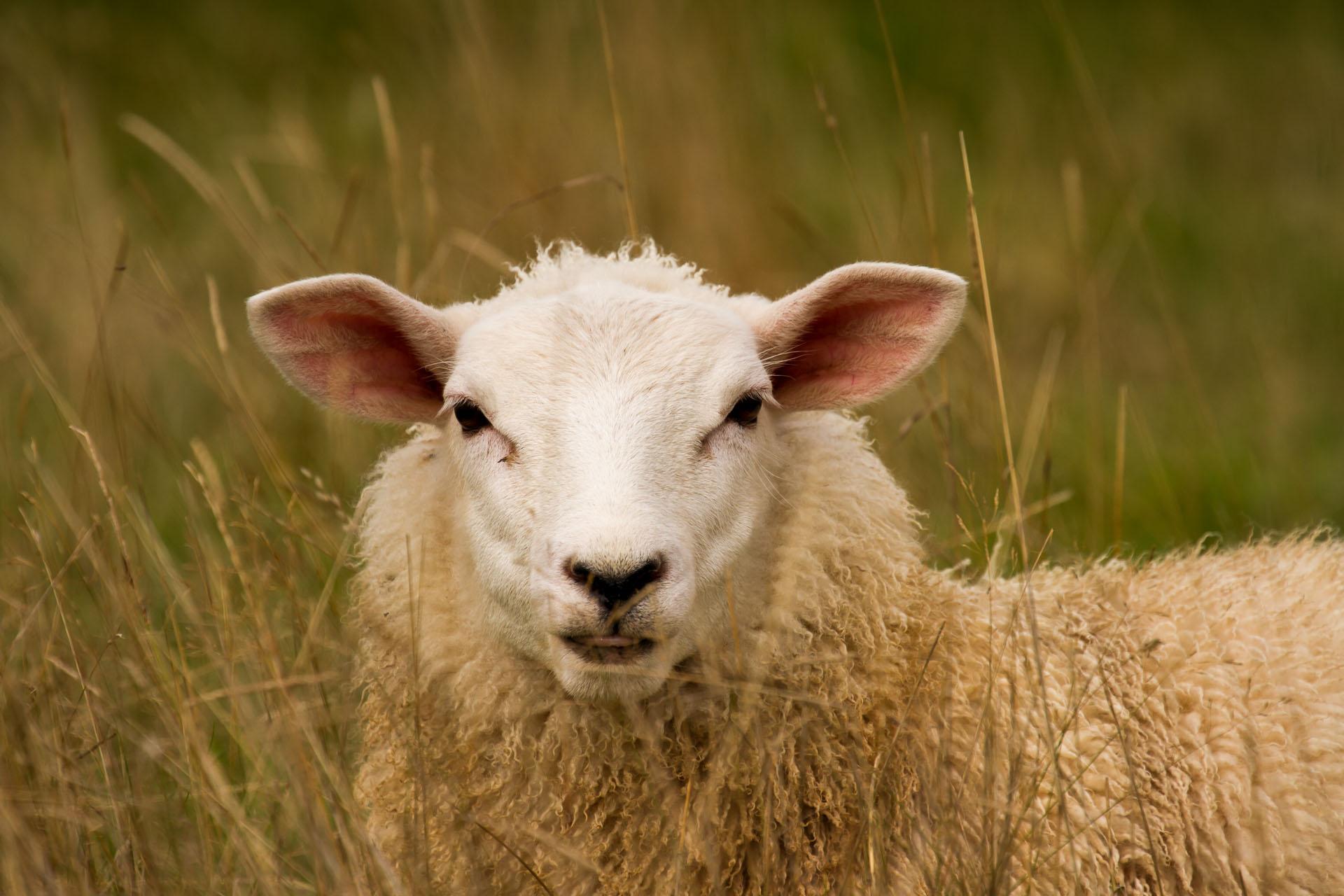 Sheep Image New HD Picture Collections Downloads